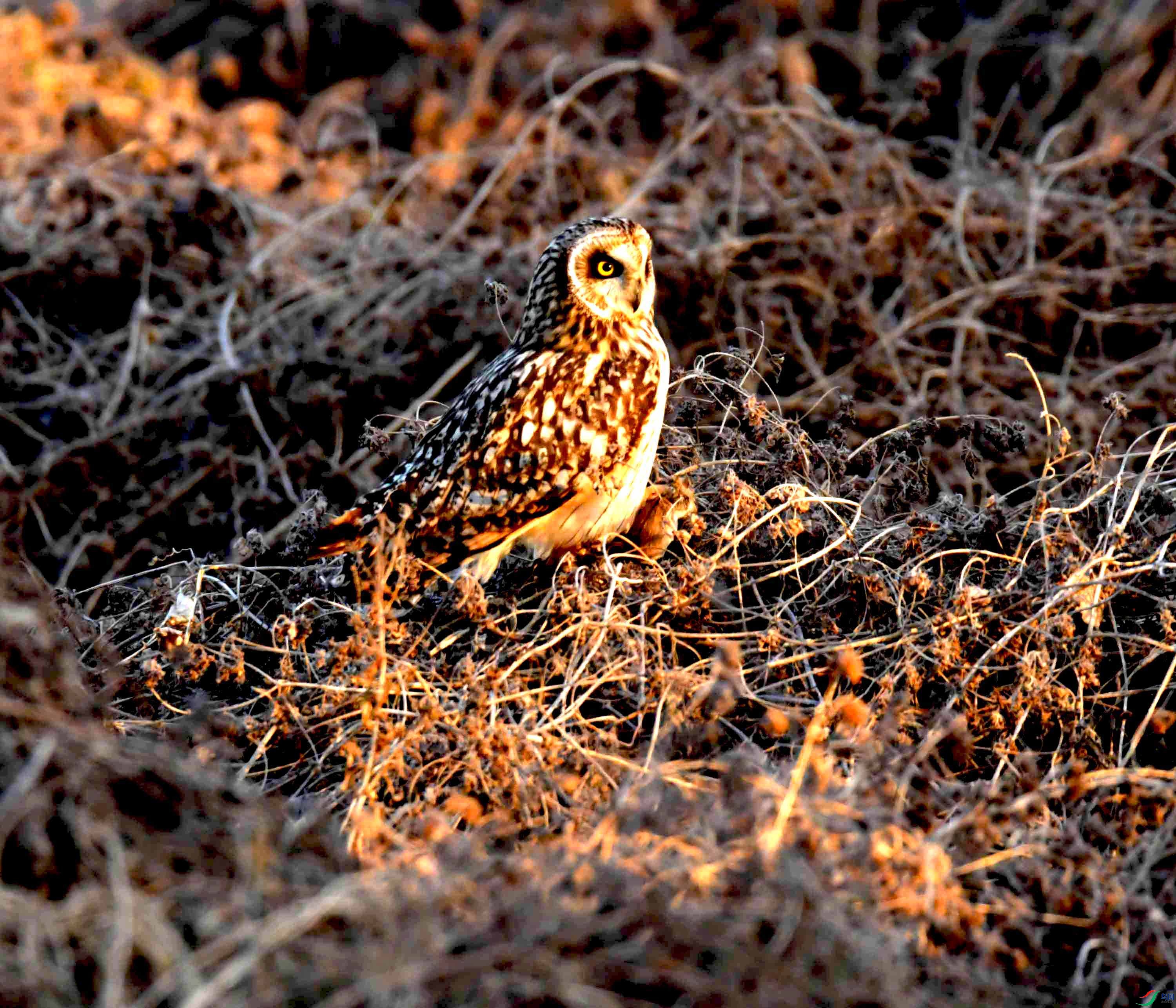 DSC_0908.JPG