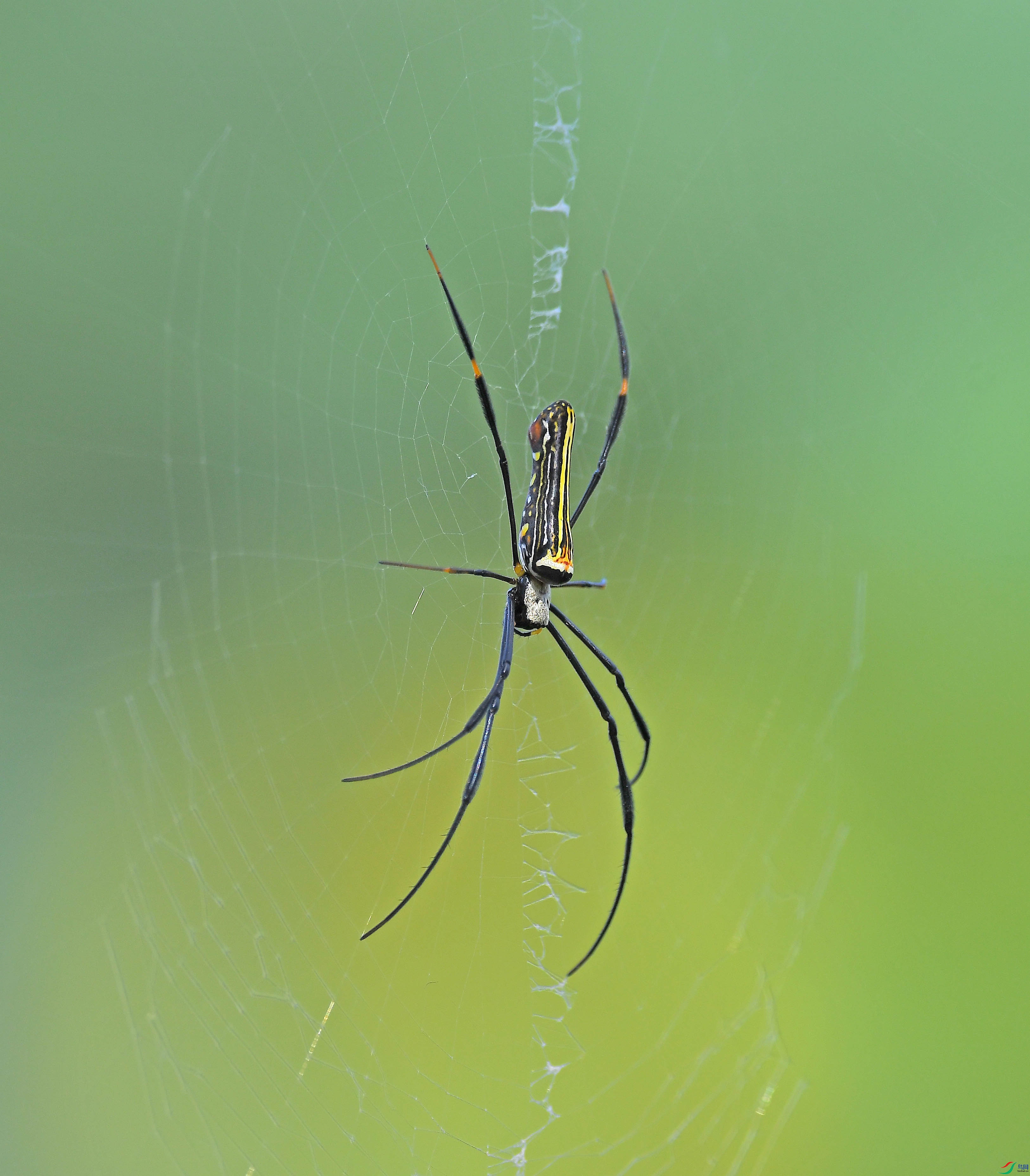 DSC_9865 - ����.JPG