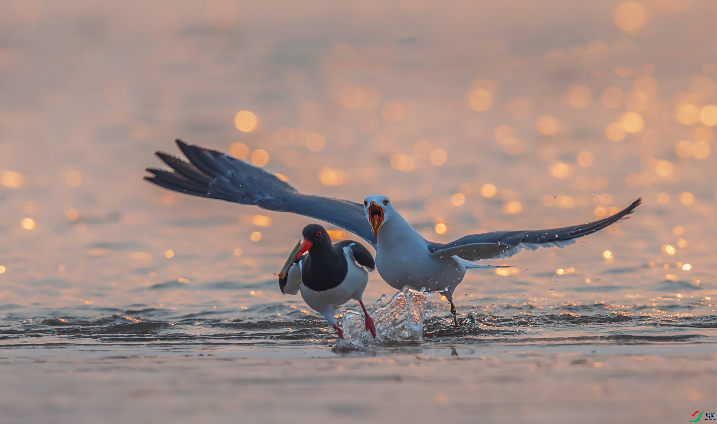 �����뺣Ÿ