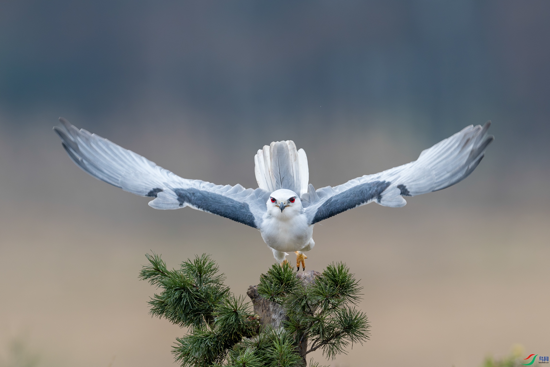 _DSC0988-����ǿ-NR ����.jpg