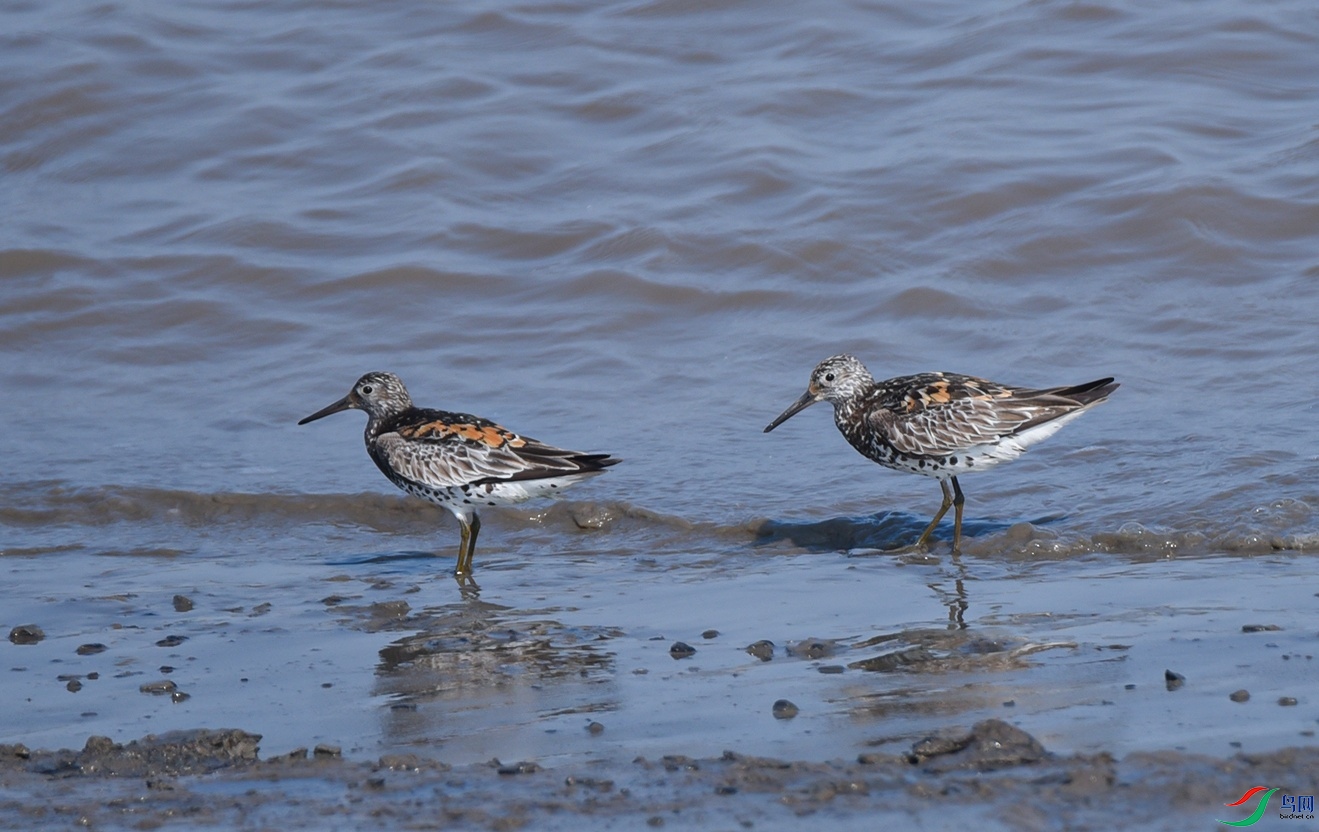 DSC_4106f.jpg