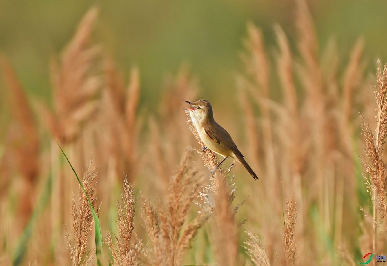 DSC_3766f.jpg
