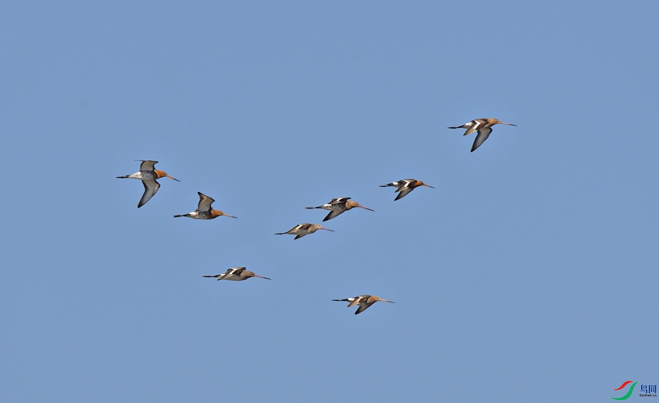 DSC_9662f.jpg