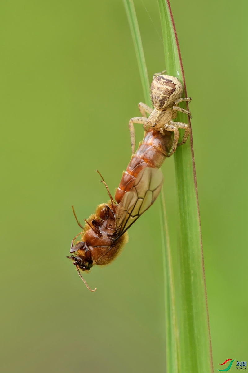_DSC5267s2437.jpg