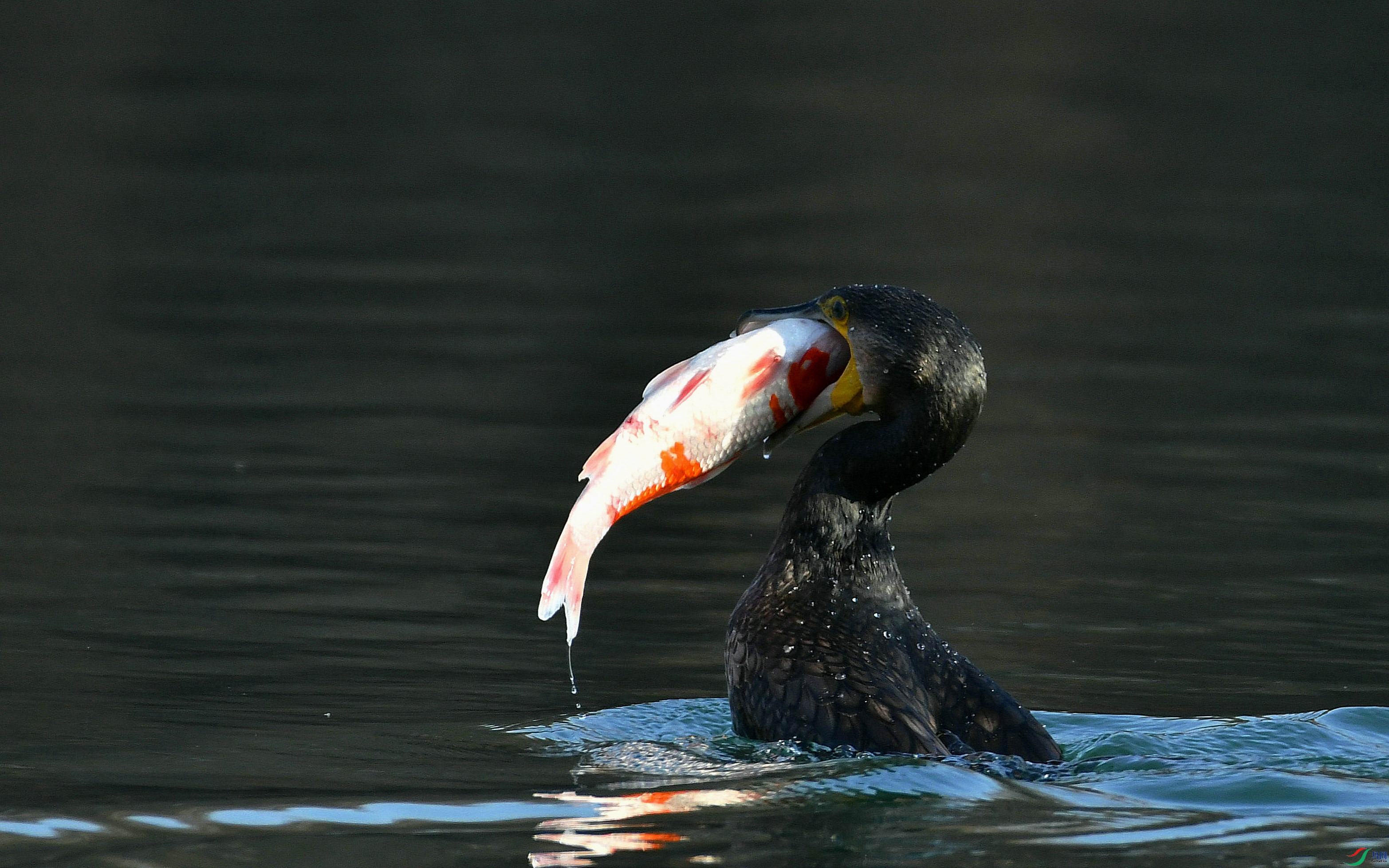DSC_7931.JPG