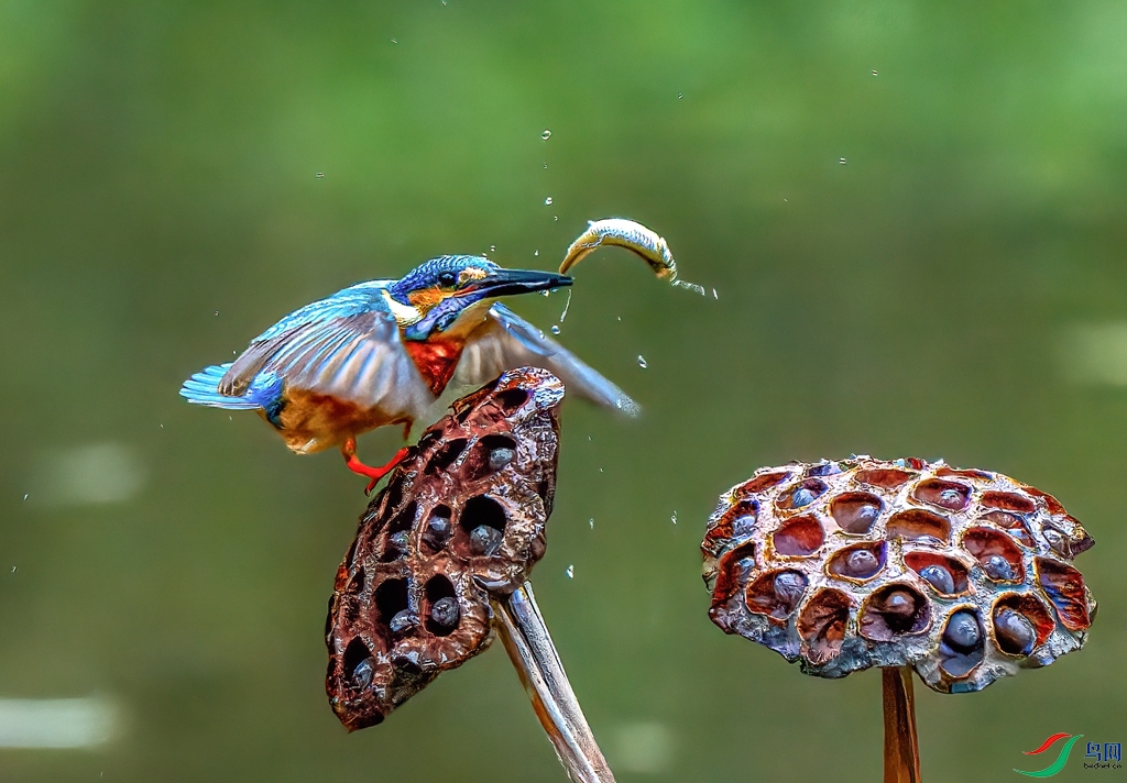 ���ڵ��������