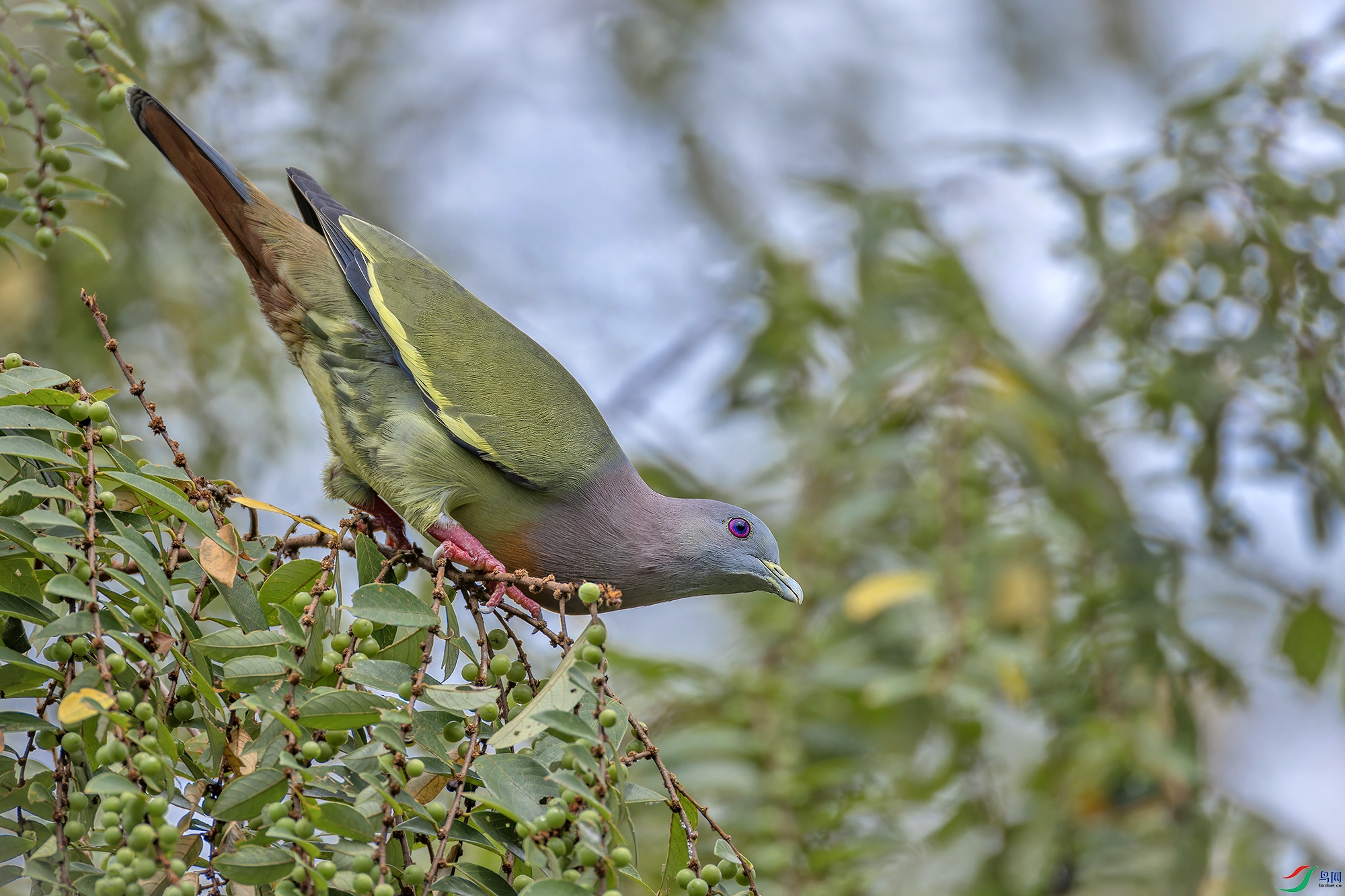 _97A0522-CR3 copy.jpg