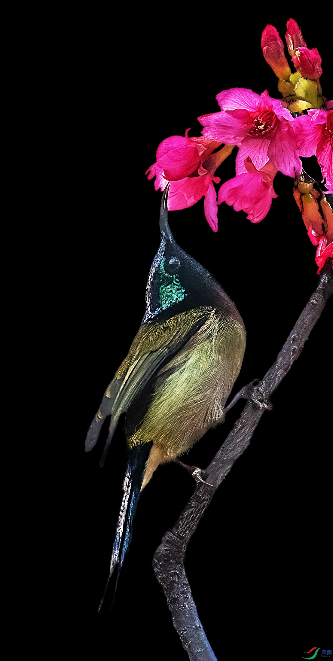 ��β̫����