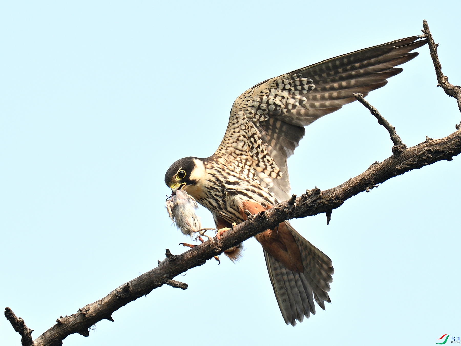 DSC_7754.JPG