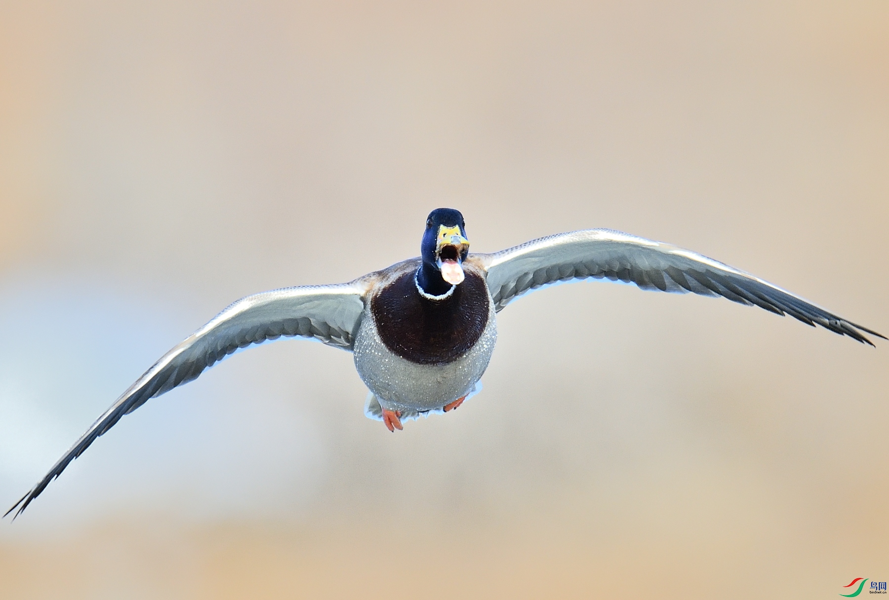 DSC_5972.JPG