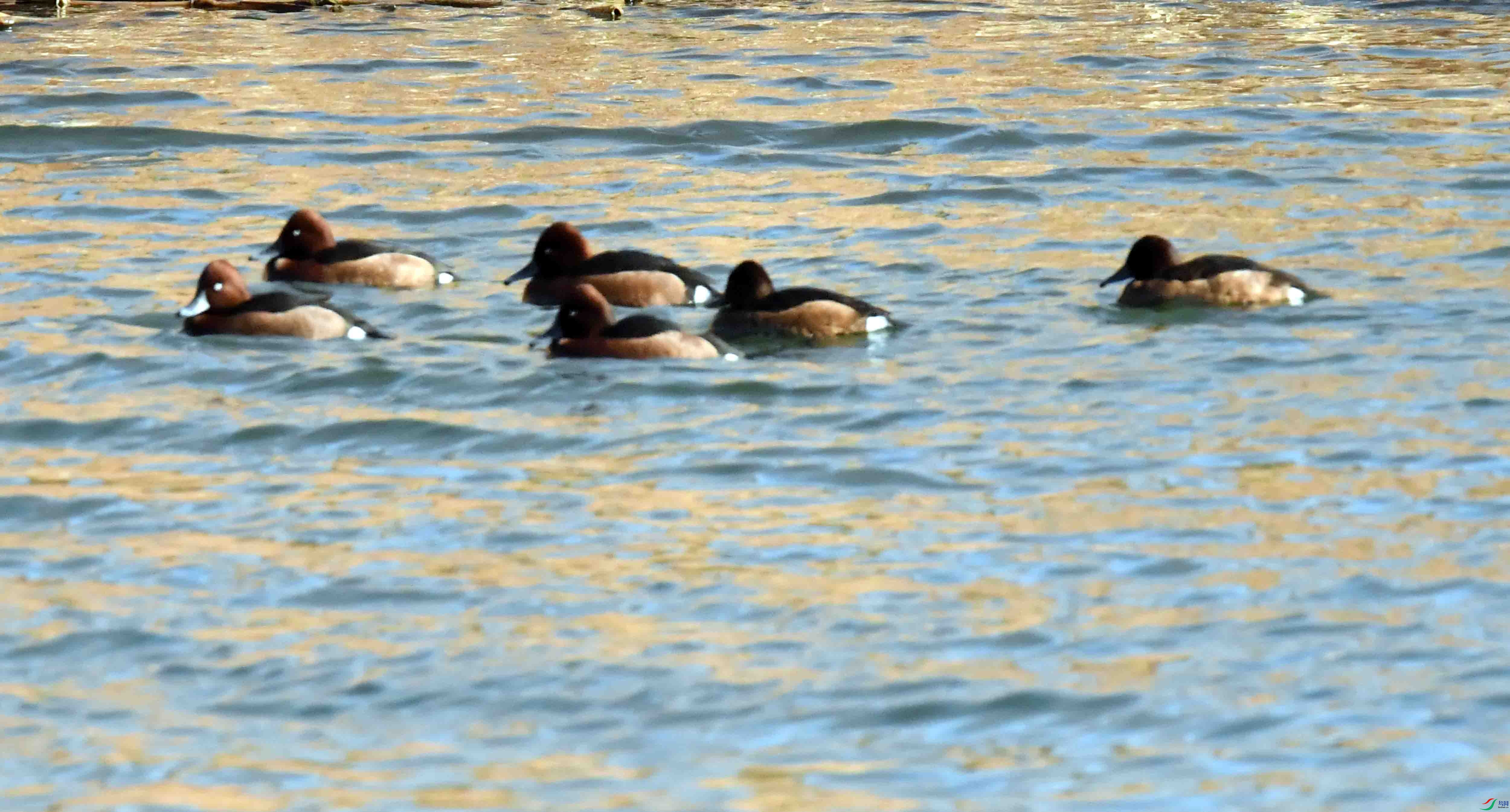 DSC_0731.JPG