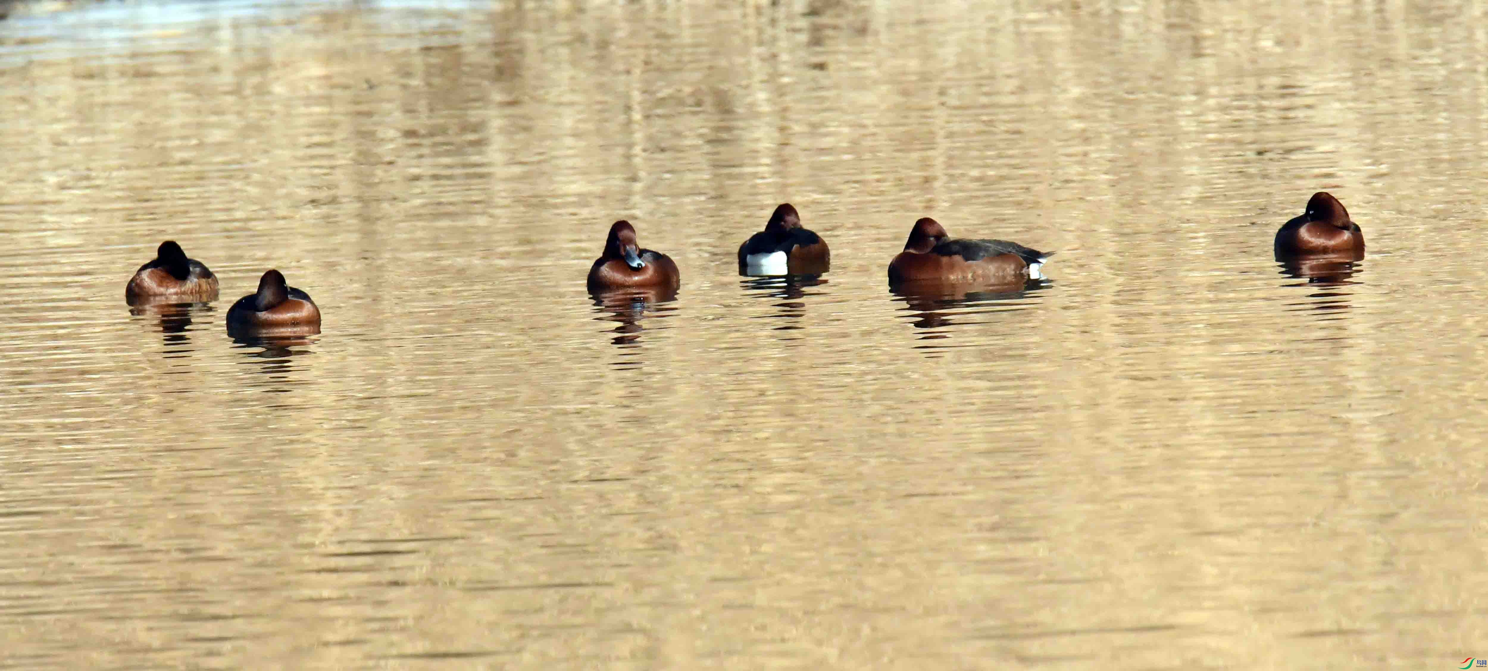 DSC_7603.JPG