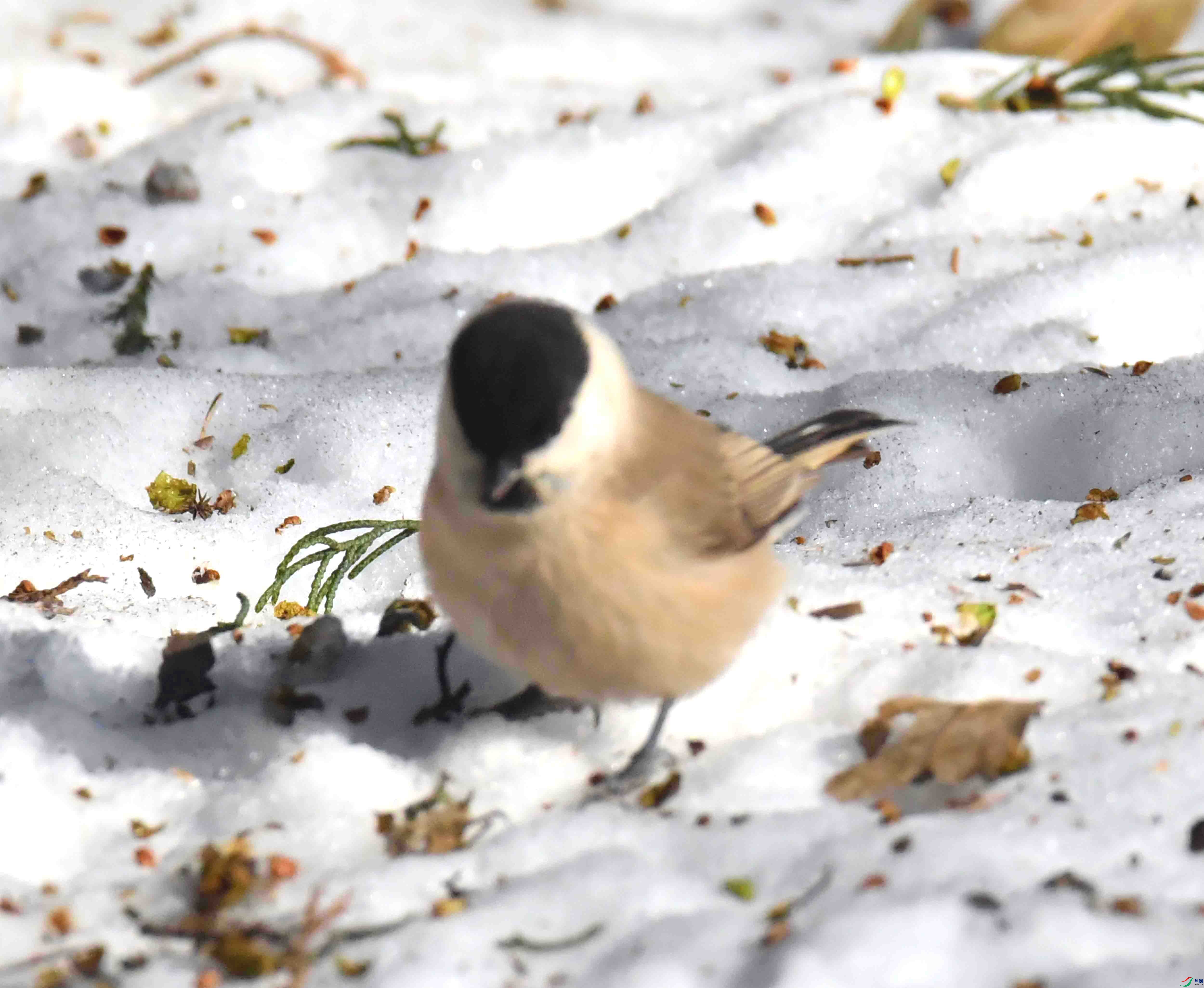 DSC_2725.JPG
