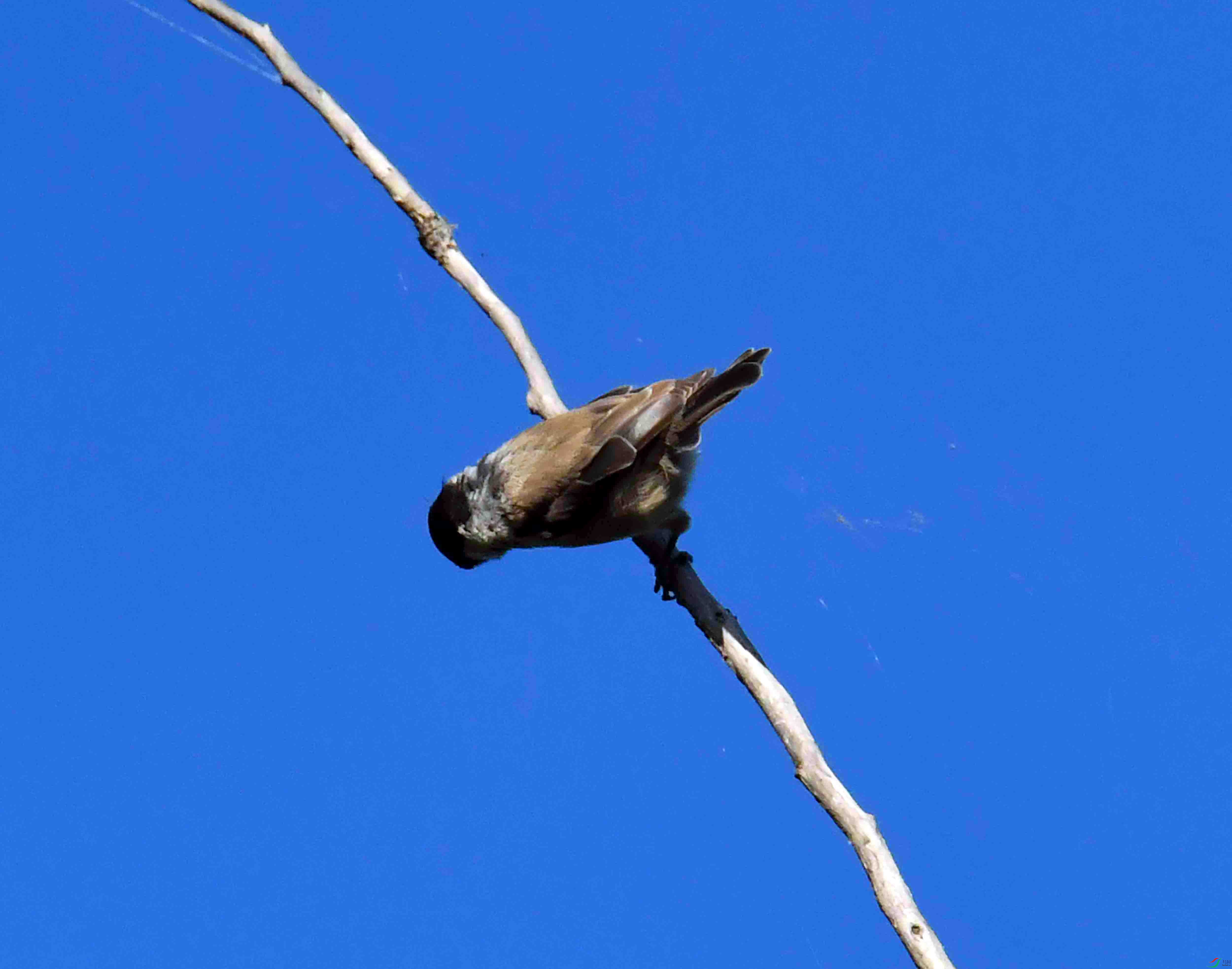DSC_7397.JPG