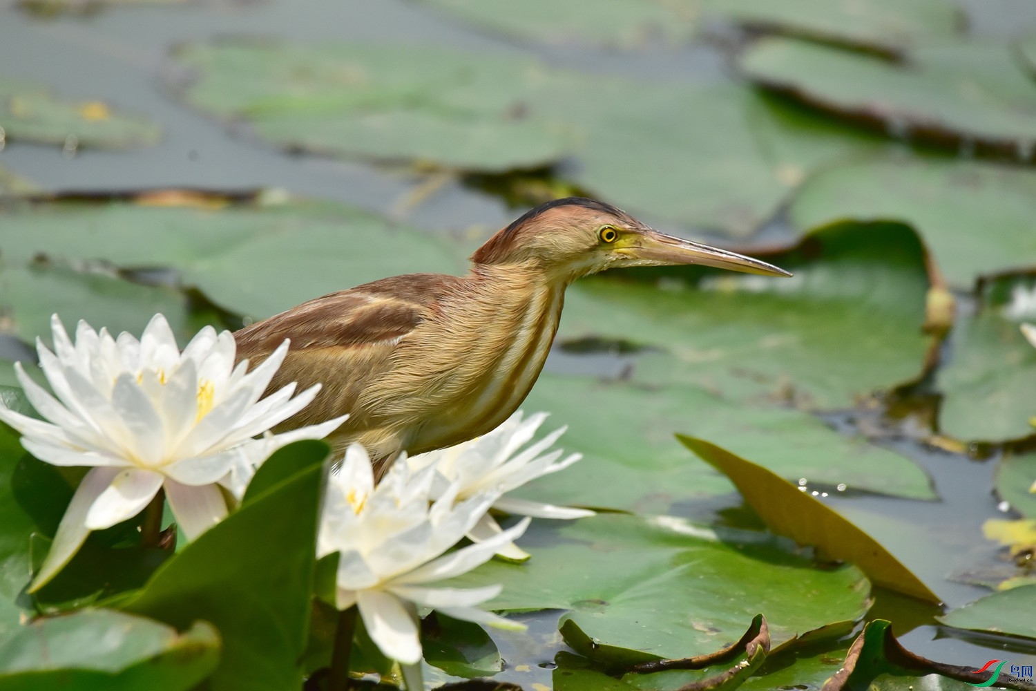 DSC_9424.JPG