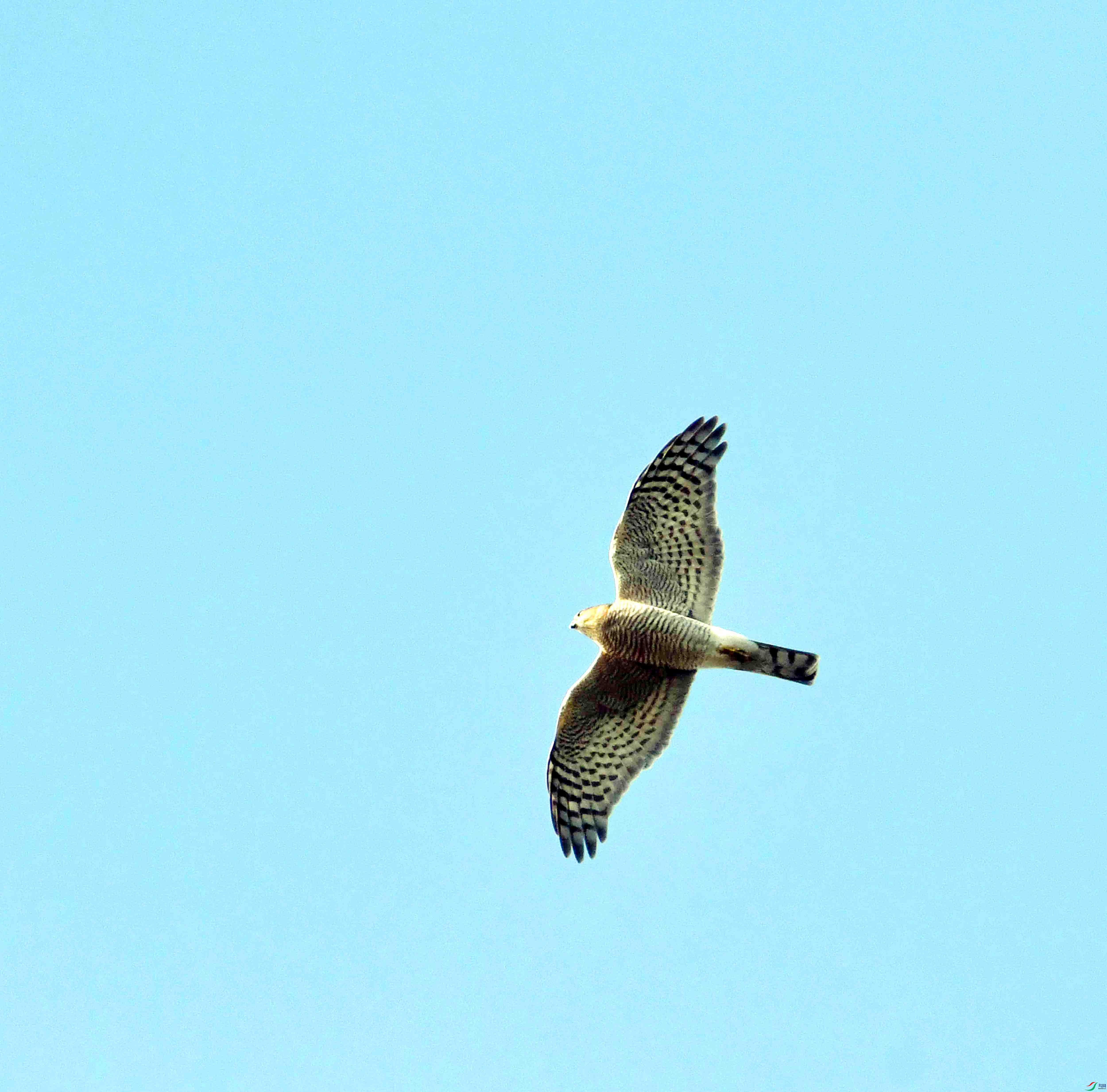 DSC_0710.JPG
