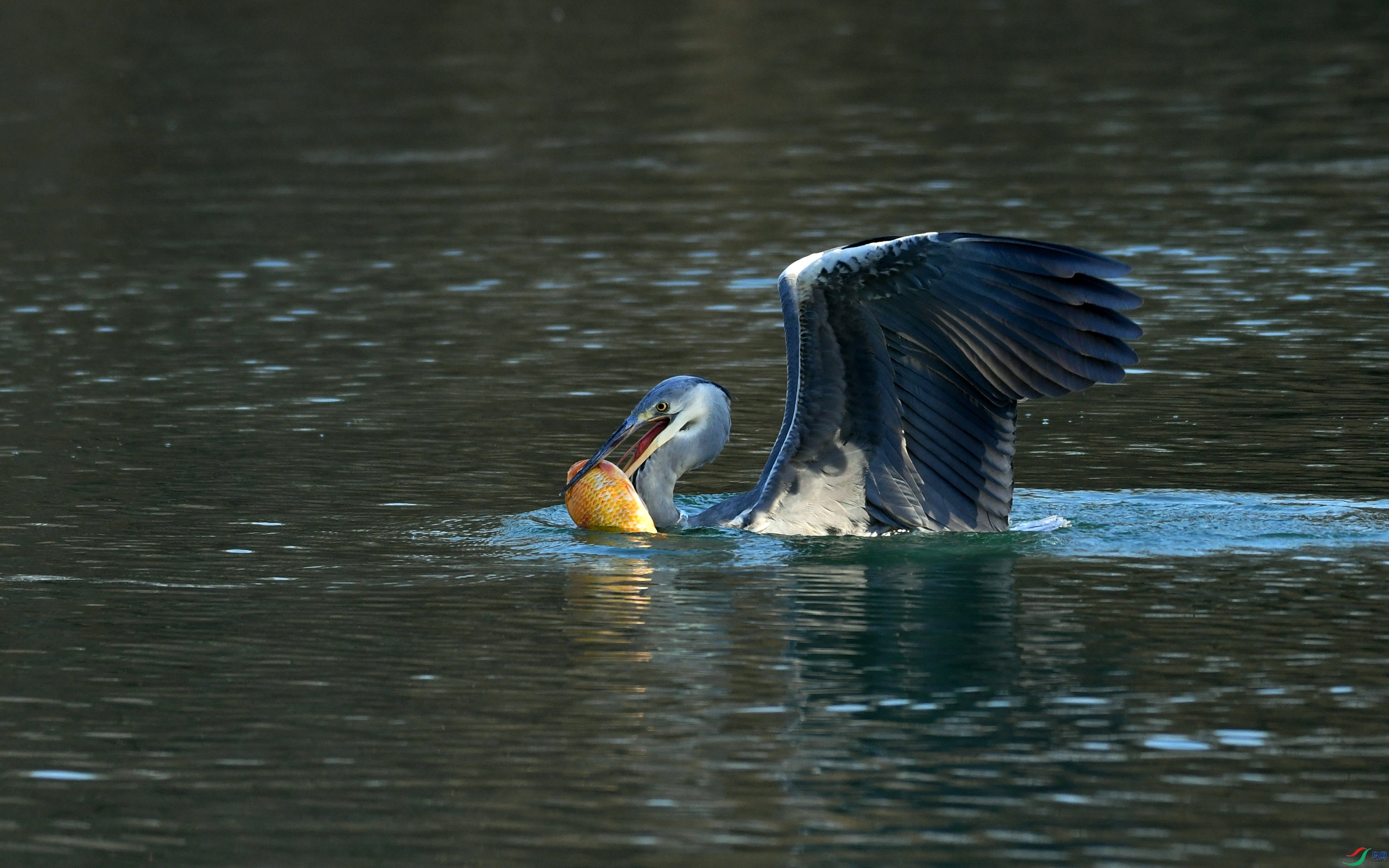 DSC_7988.JPG