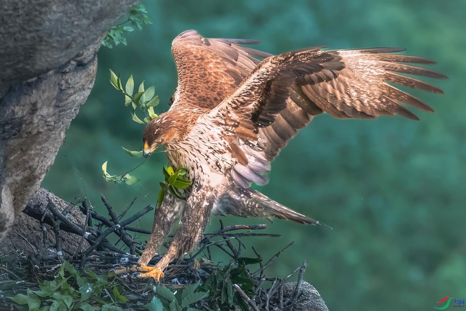 �׸�����----�鳲