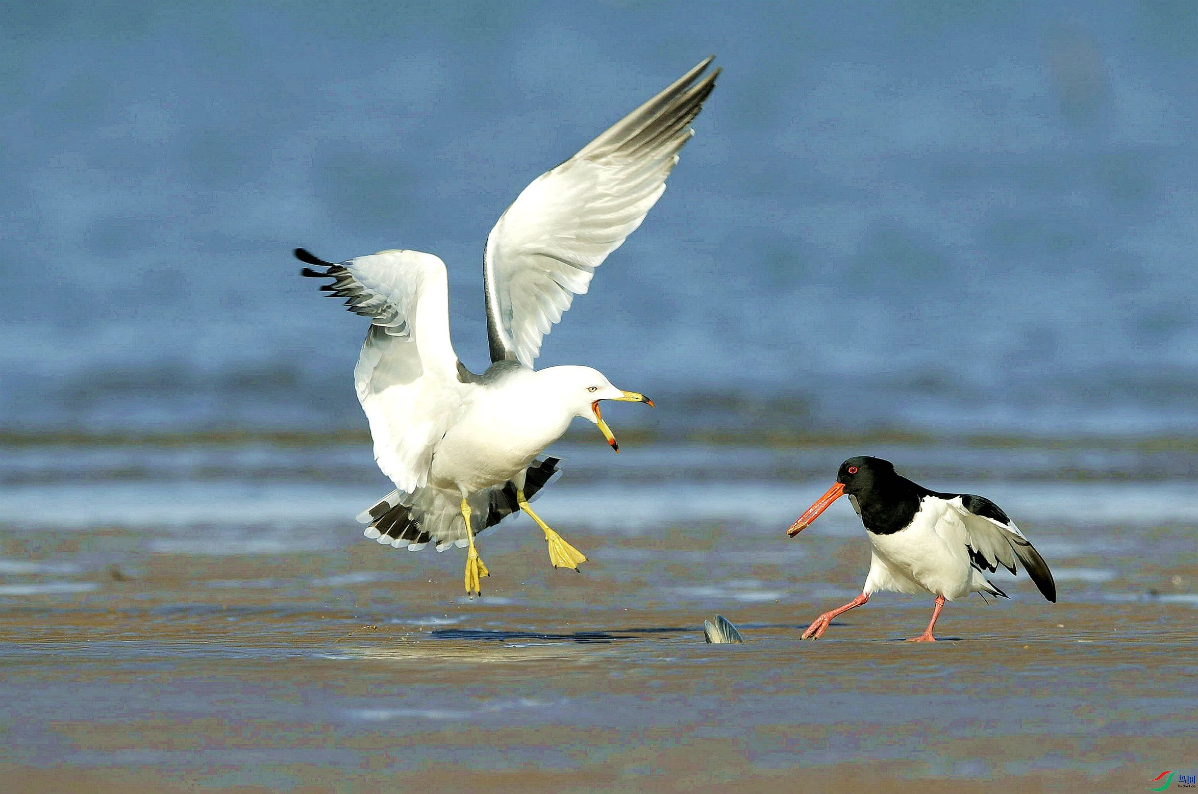 �������á�