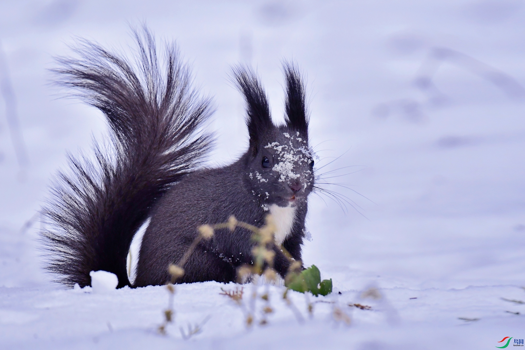 DSC_0060 ����.jpg