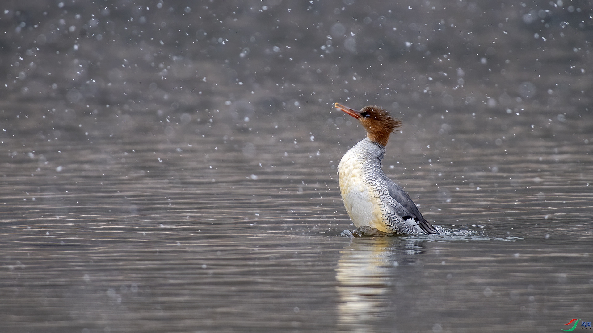 DSC_84nn89.jpg