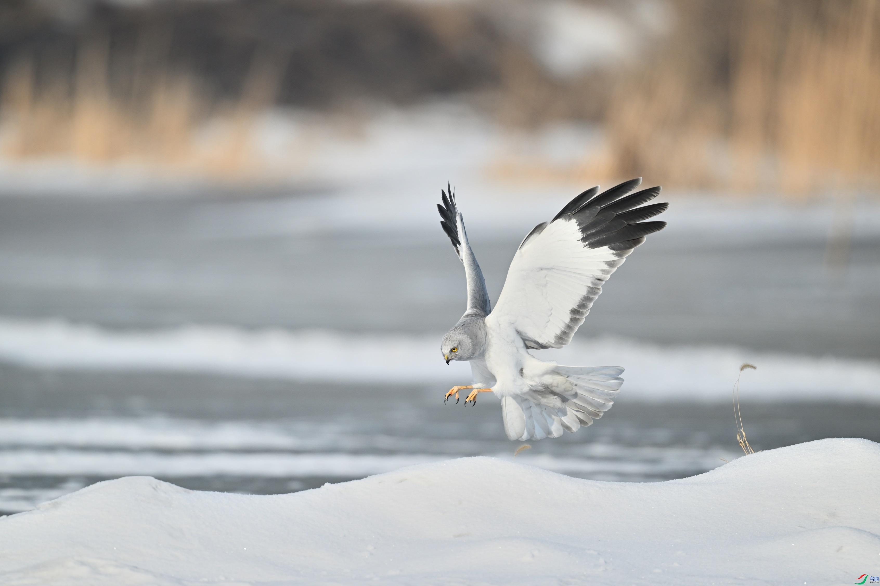 DSC_0735.JPG