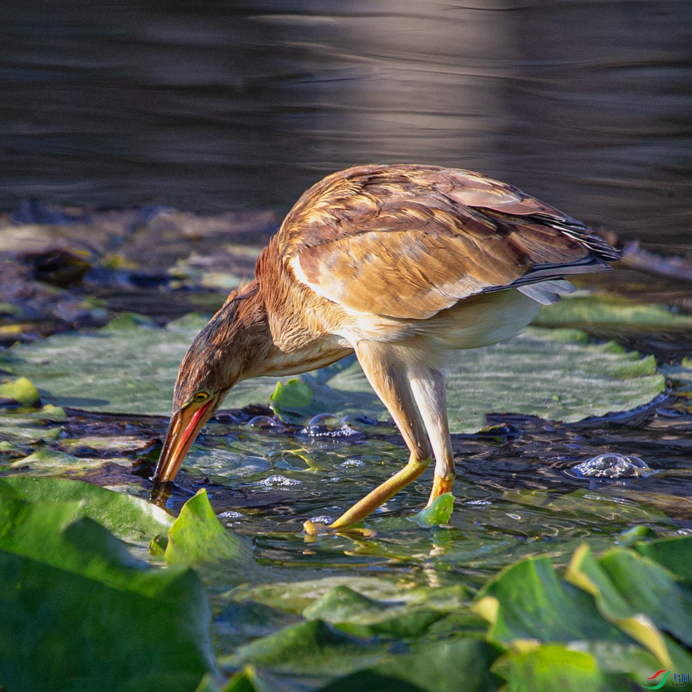 _MG_1020 ����.jpg