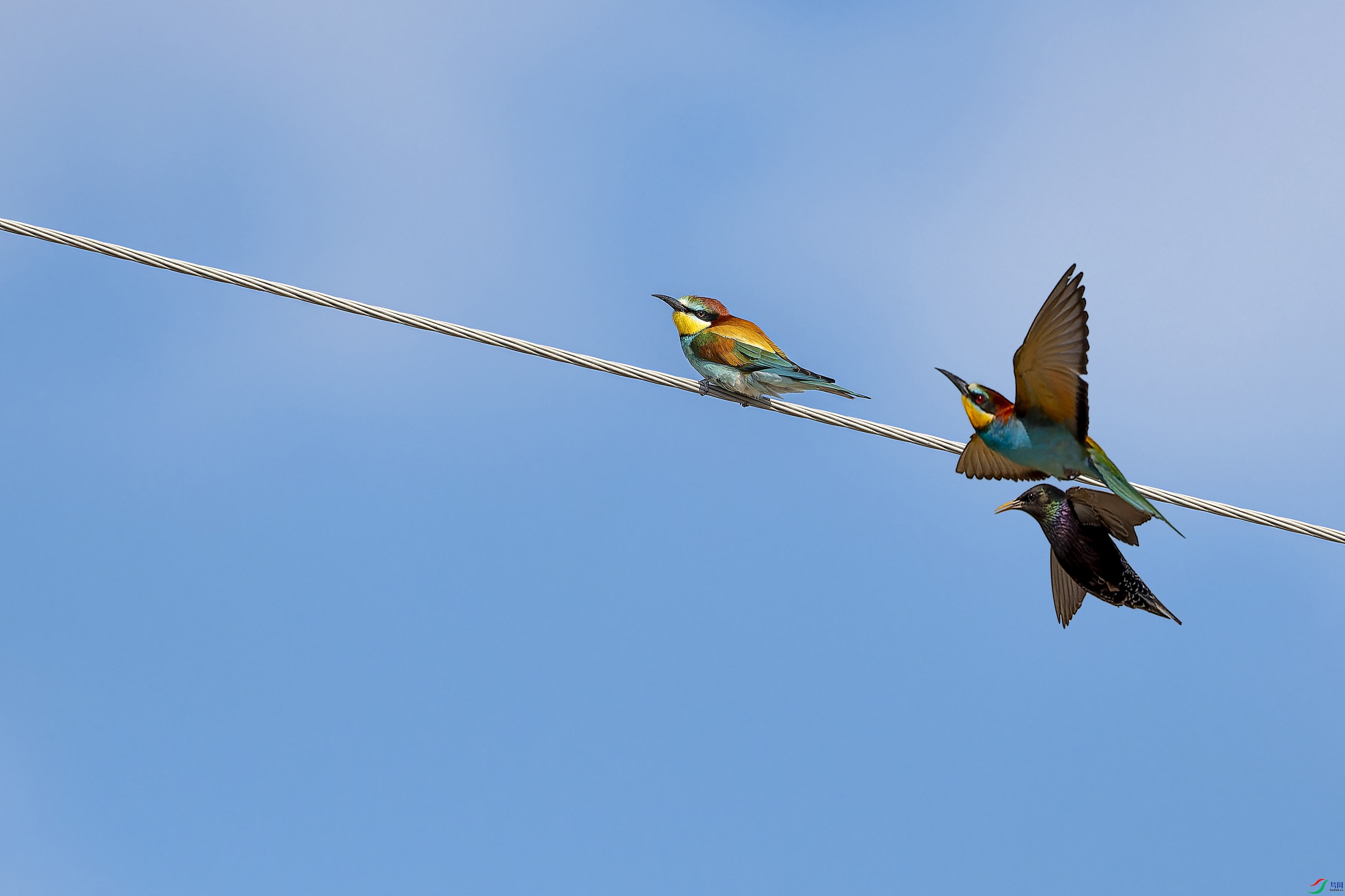 �ƺ��仢 (17)-1-1.jpg