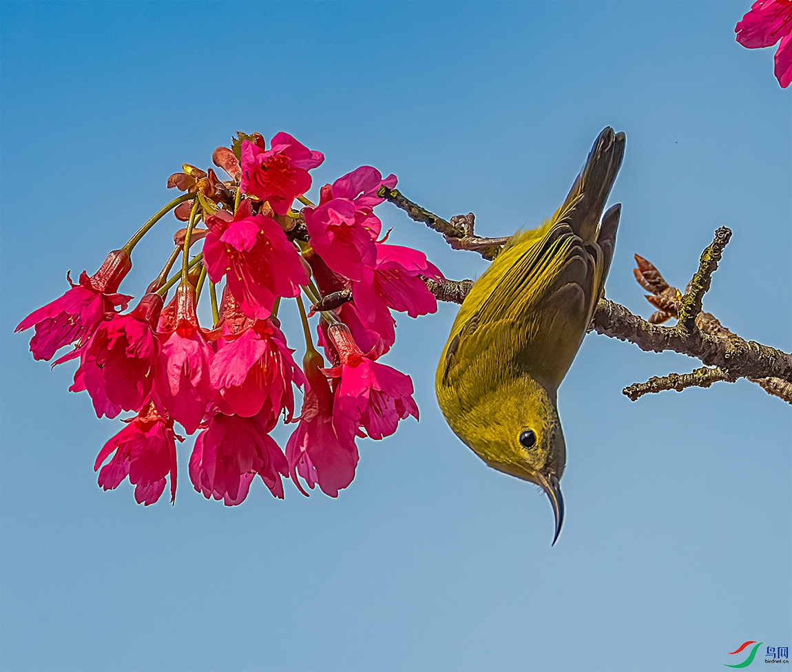 ��β̫����