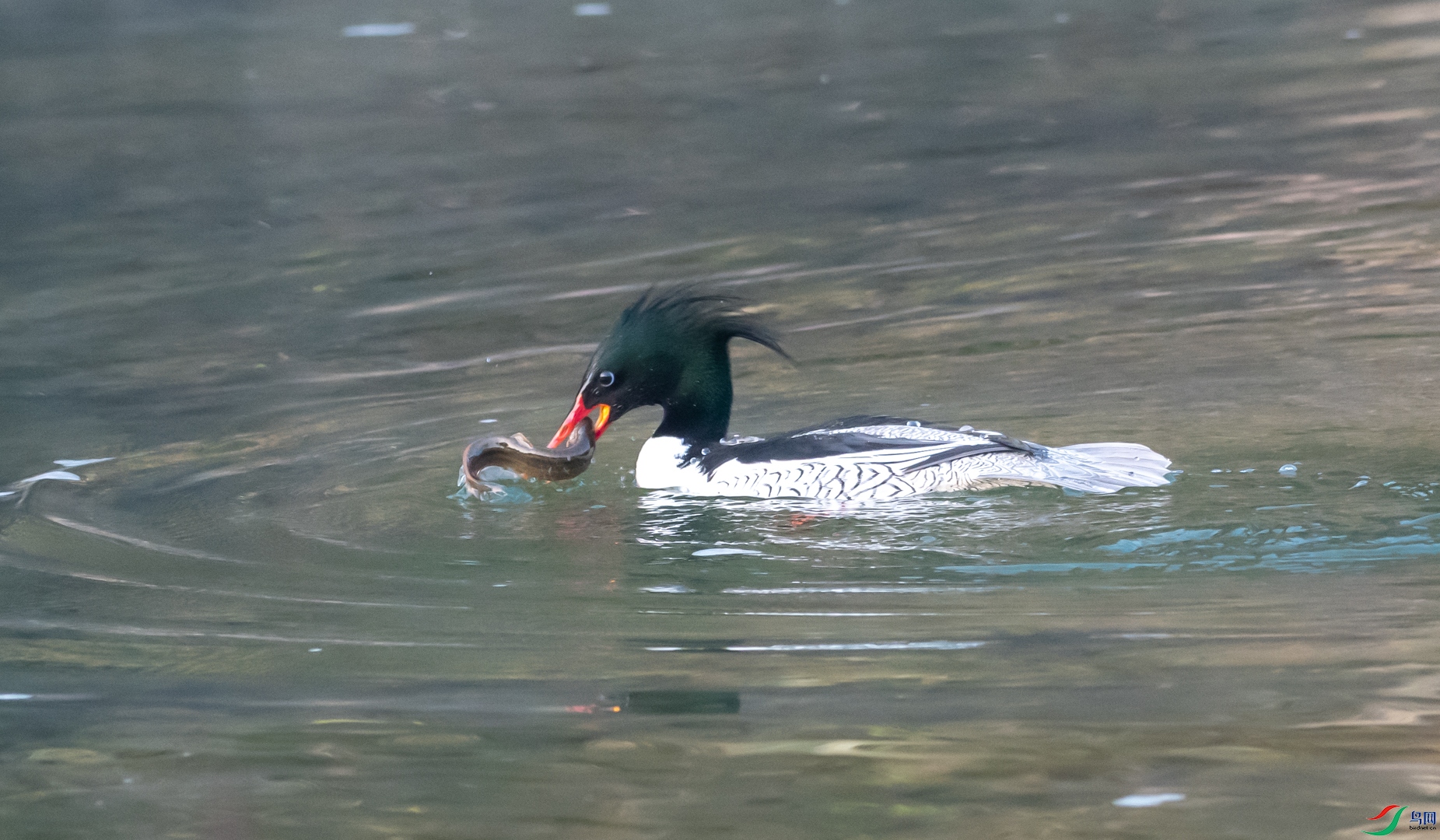 DSC_2174.jpg