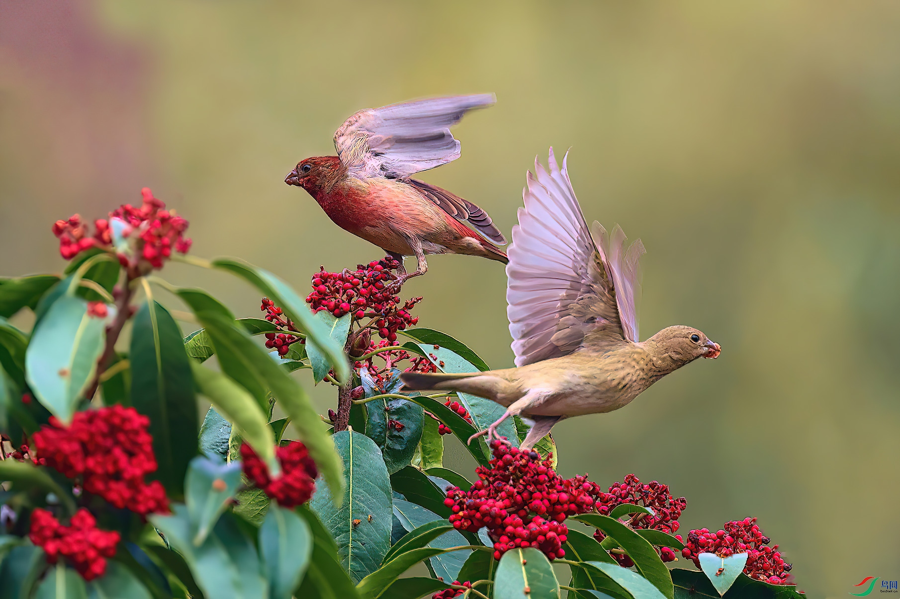 ����˫��