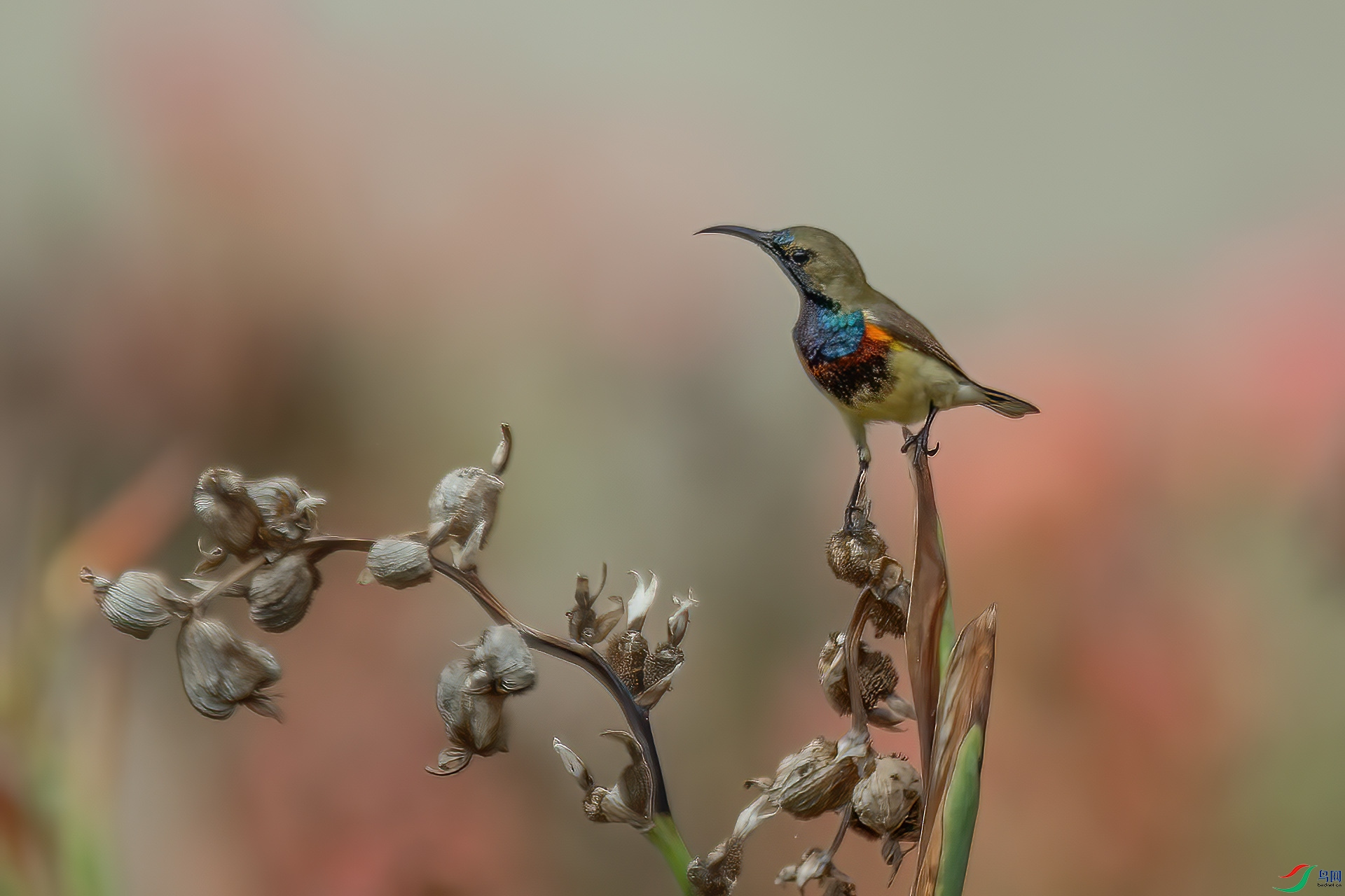 DSC_9722.jpg