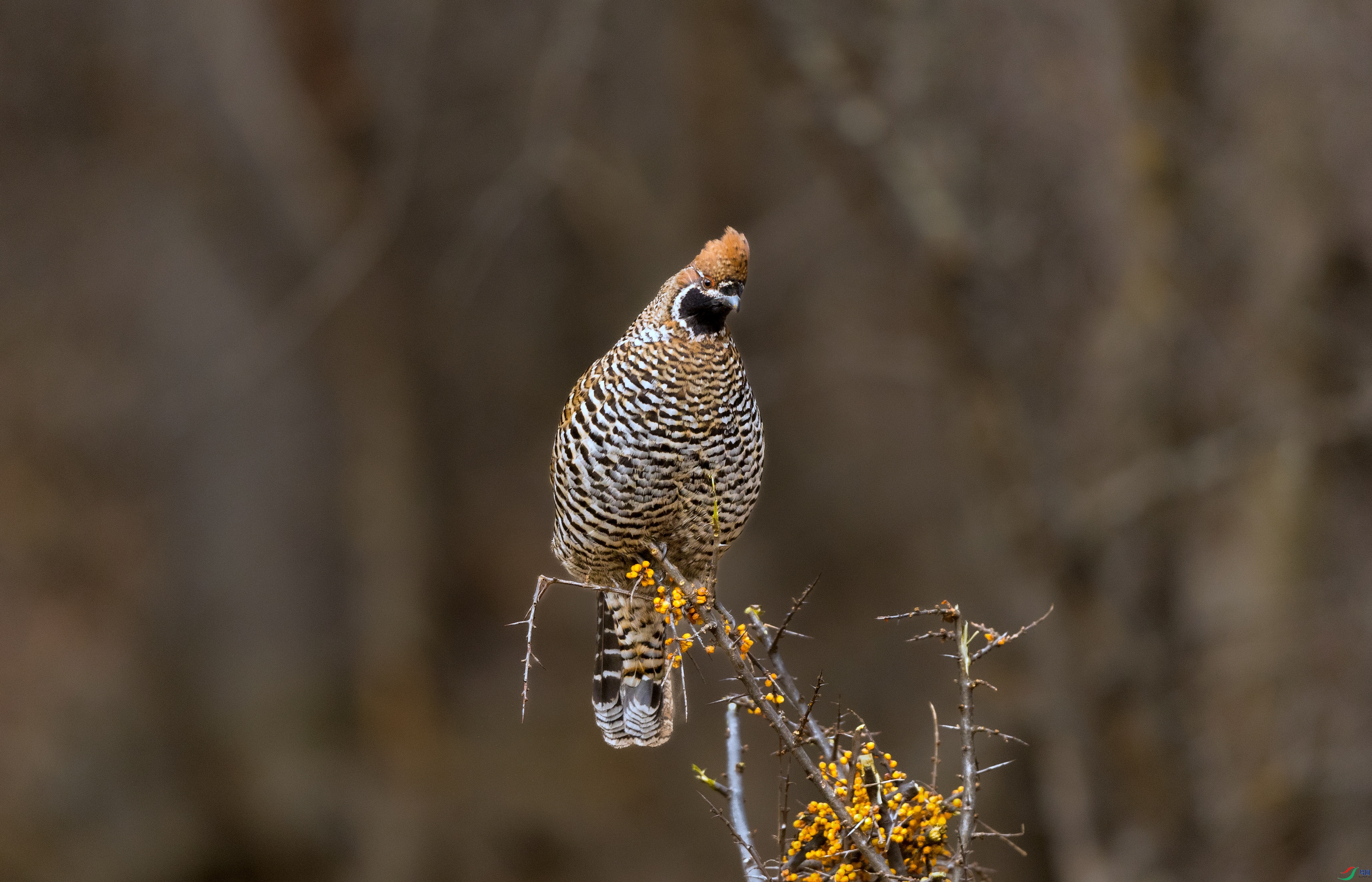 7X5A0872 ���� - ����.jpg