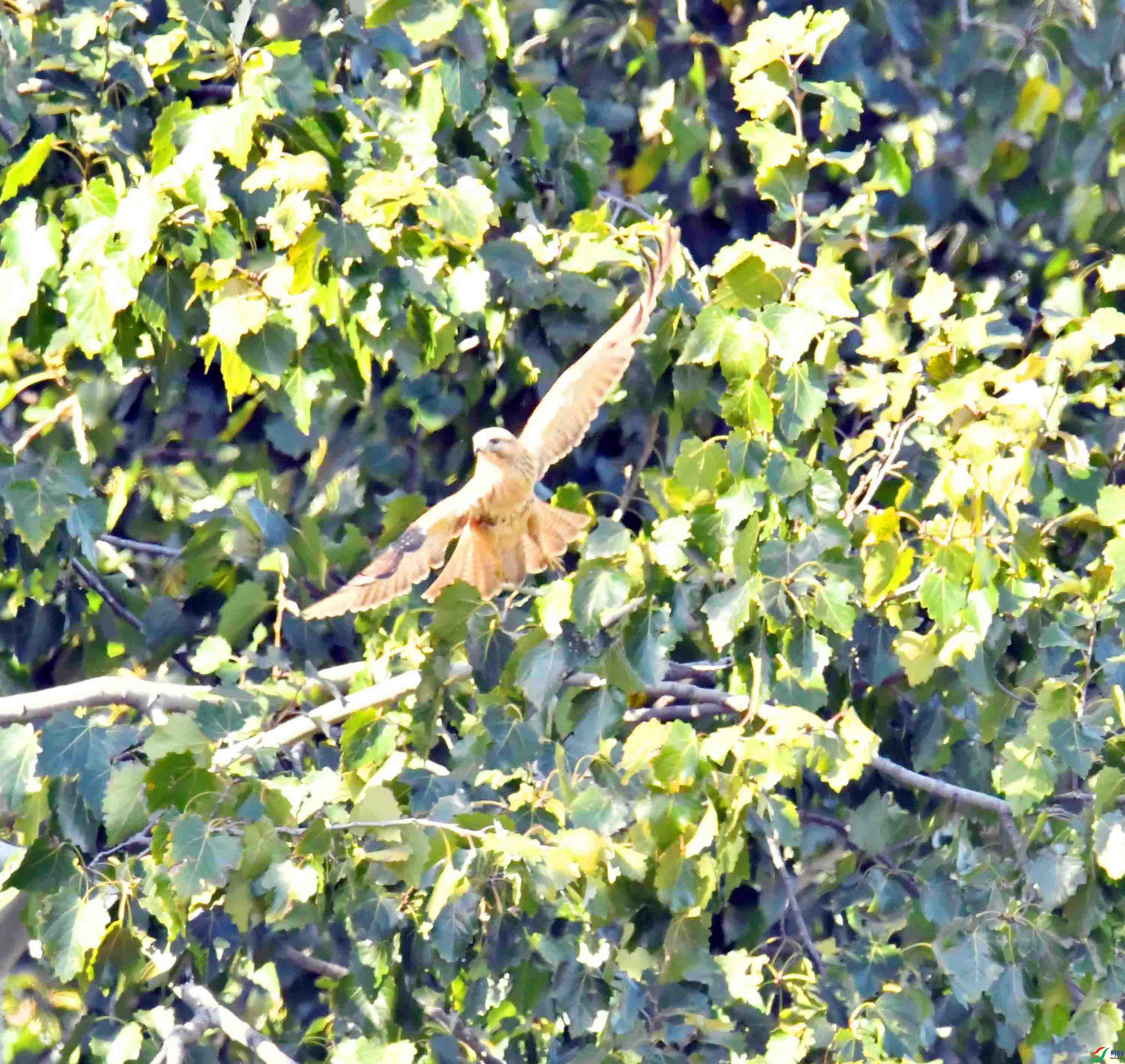 DSC_0421.JPG