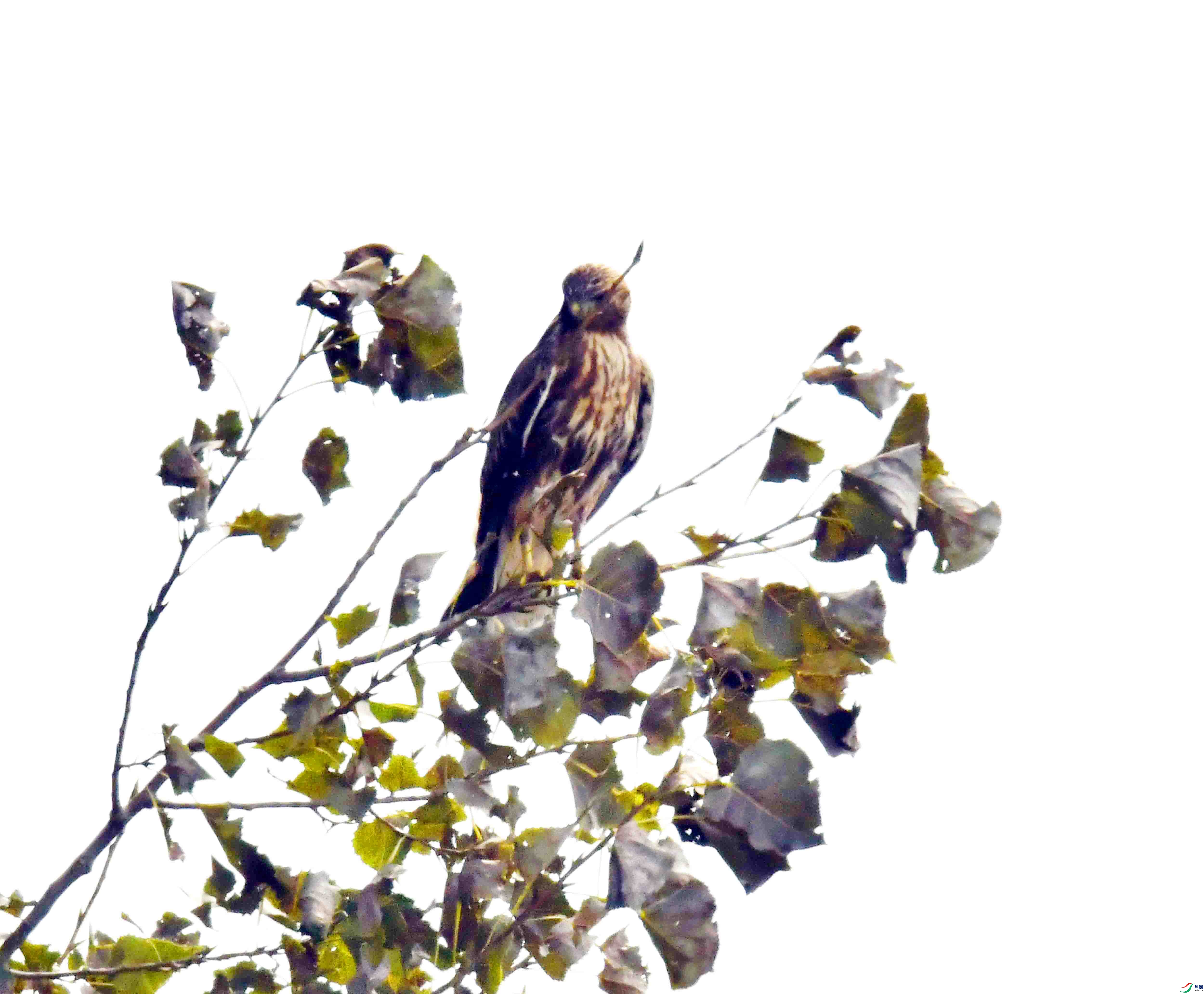 DSC_9453.JPG