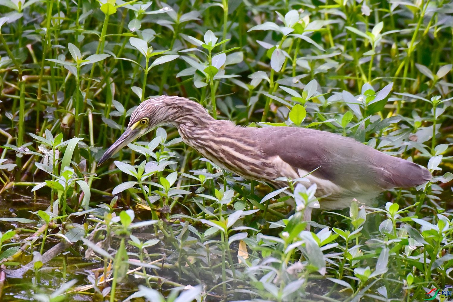 DSC_1163.JPG