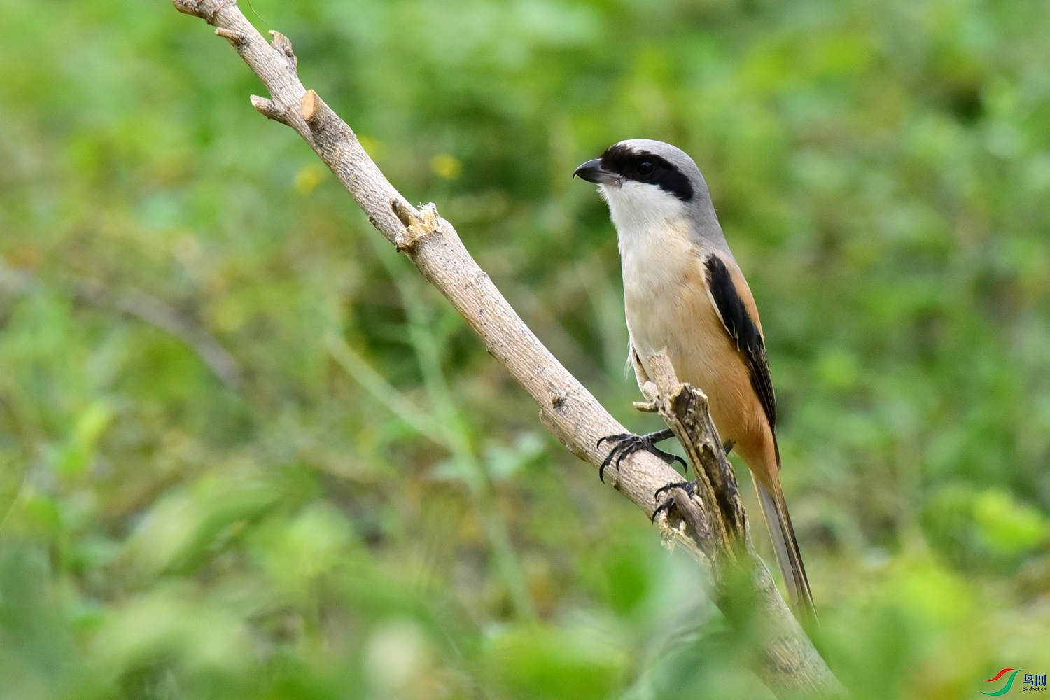 DSC_1486.JPG