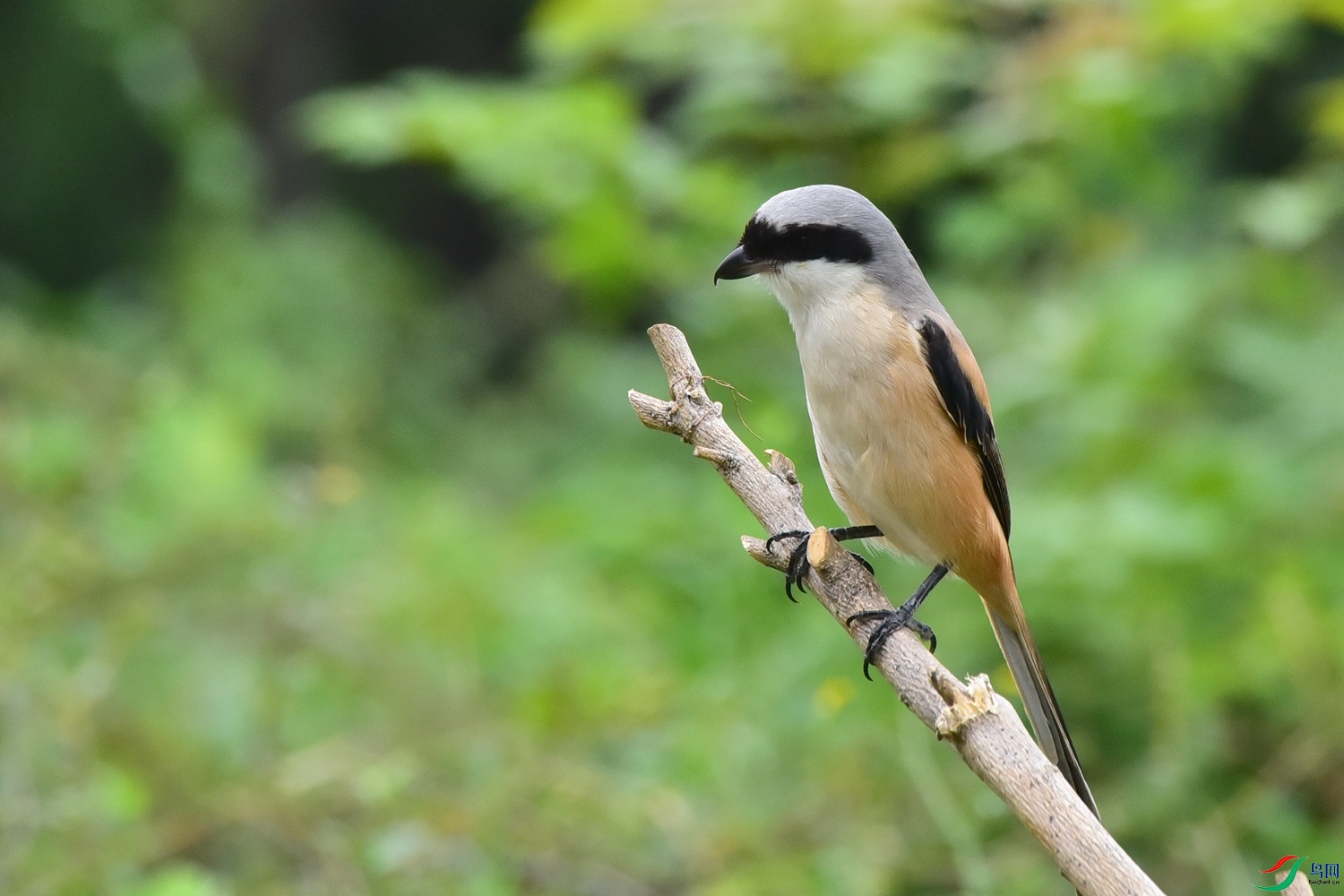 DSC_1511.JPG
