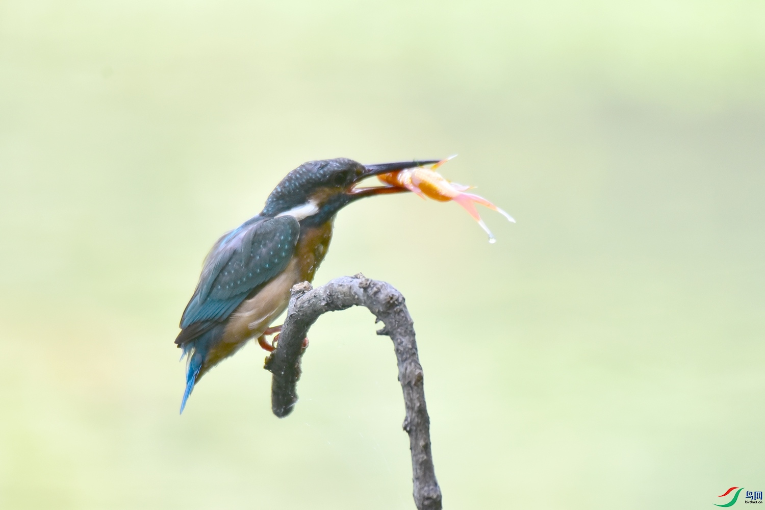 DSC_2331.JPG
