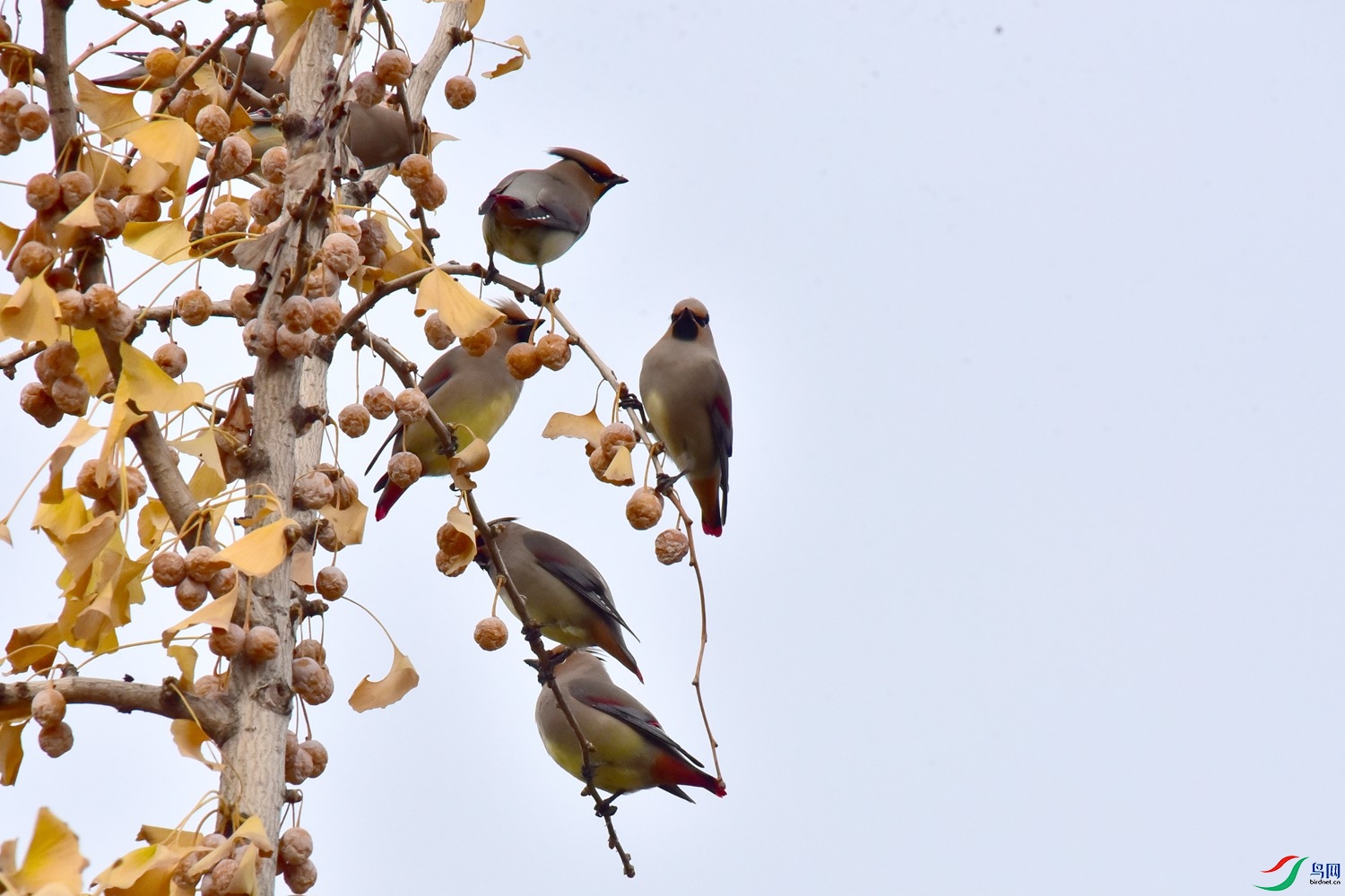DSC_4795.JPG