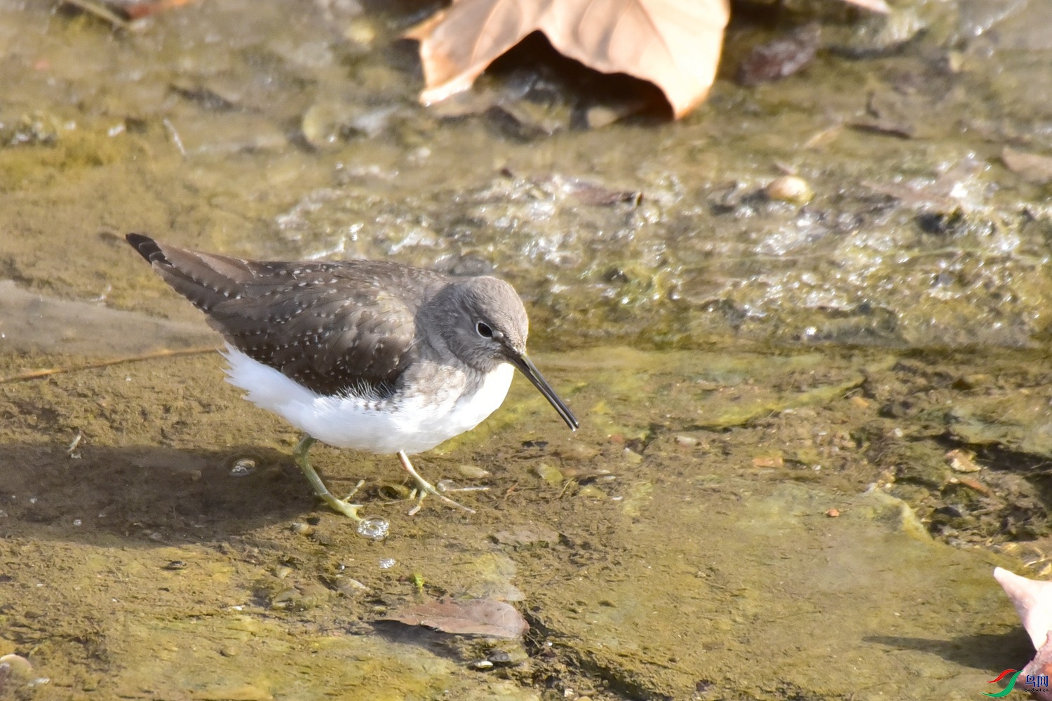 DSC_4027.JPG