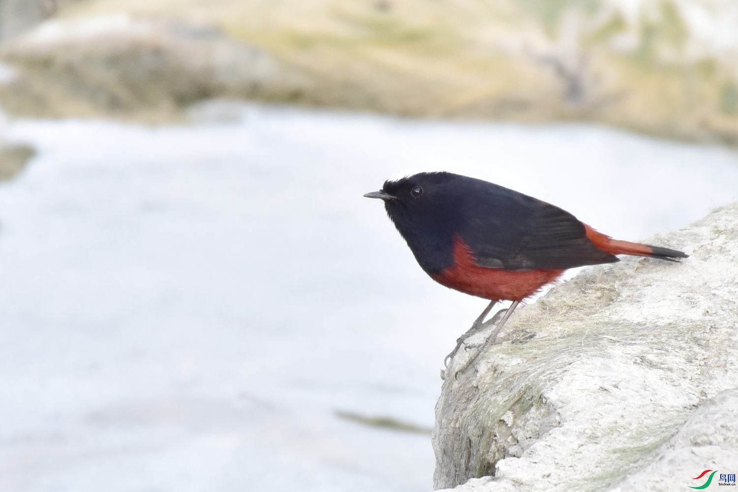 DSC_4731.JPG