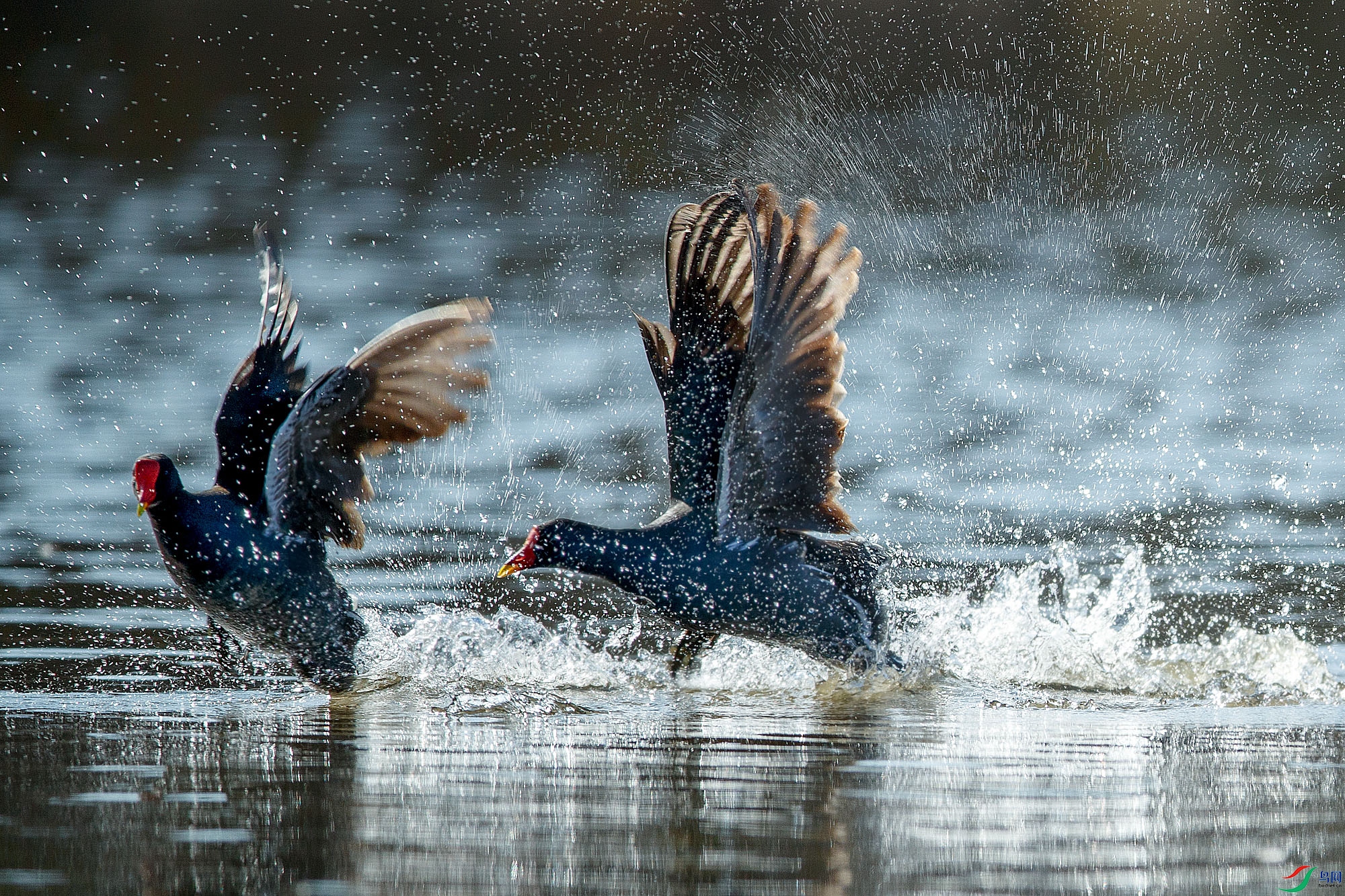 AQ9I2663 ����.jpg