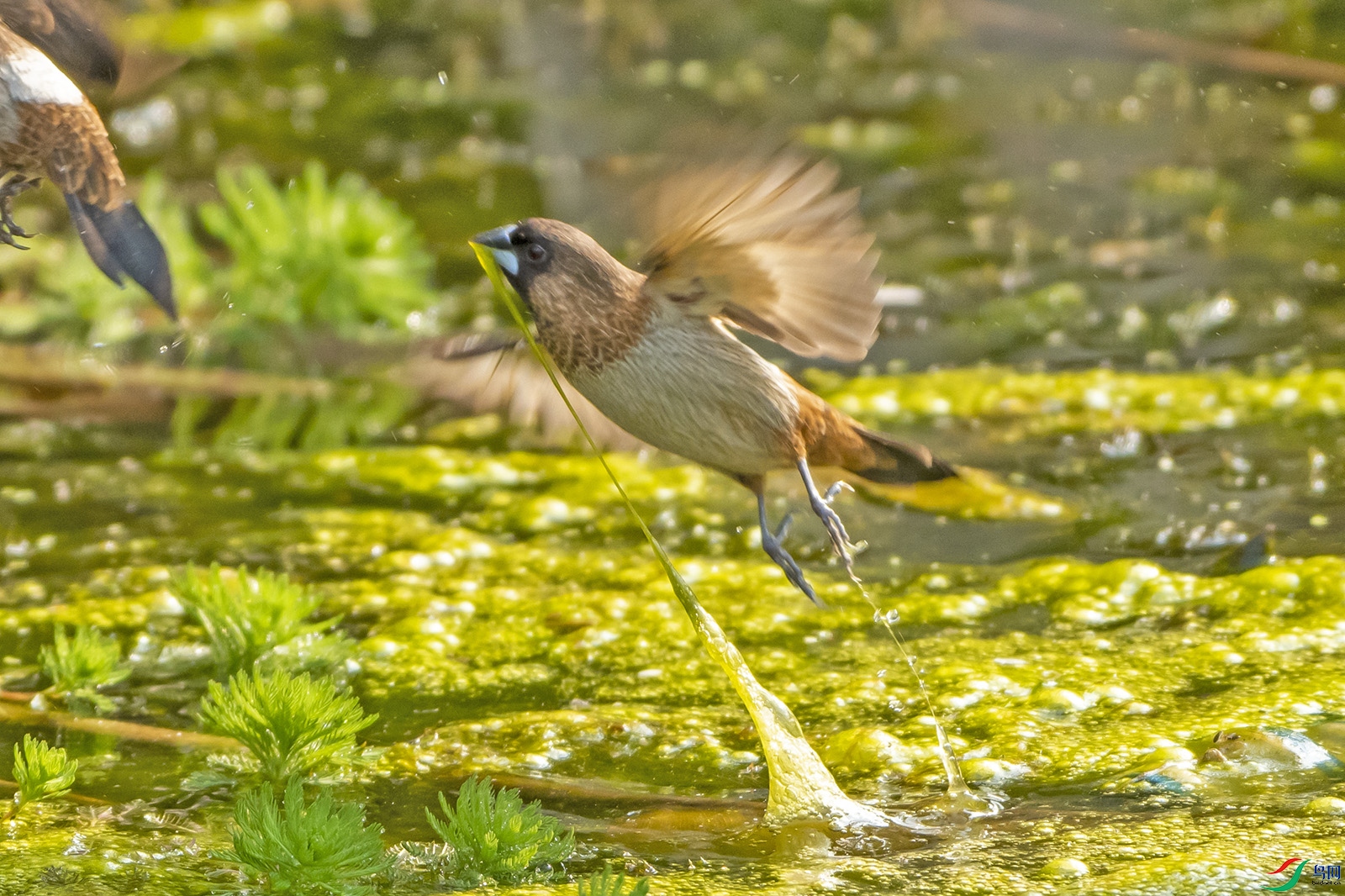 DSC_6291 0.jpg