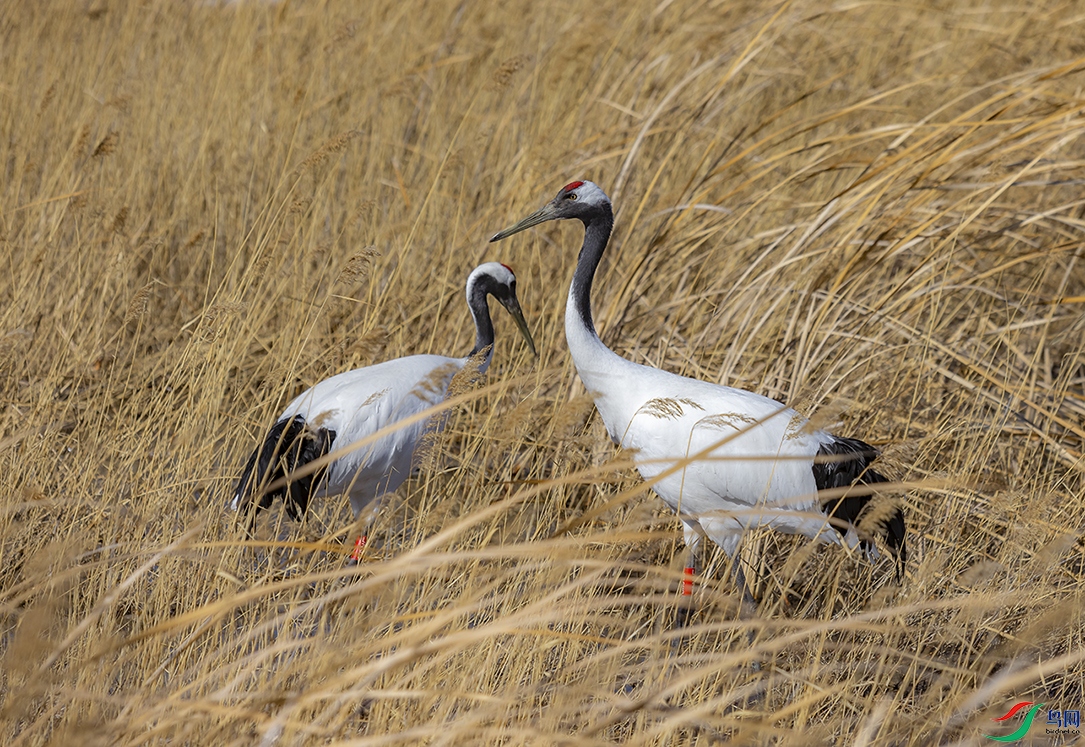 _O0A8020 ����.jpg