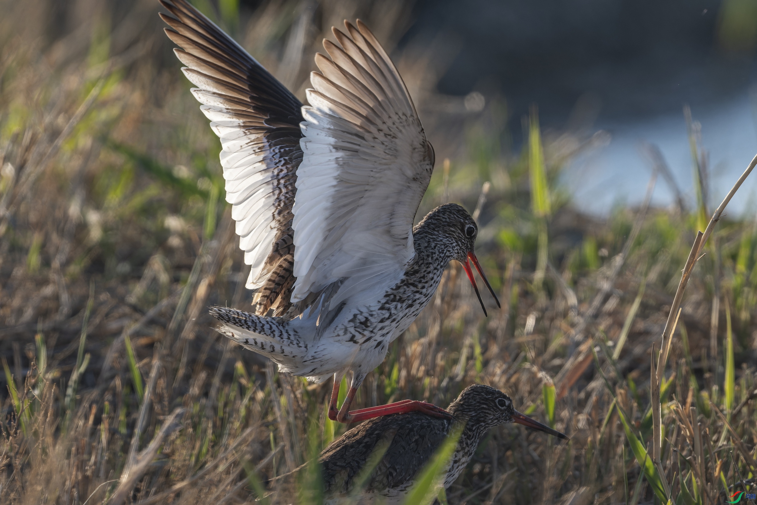 ����� (15)-1.jpg