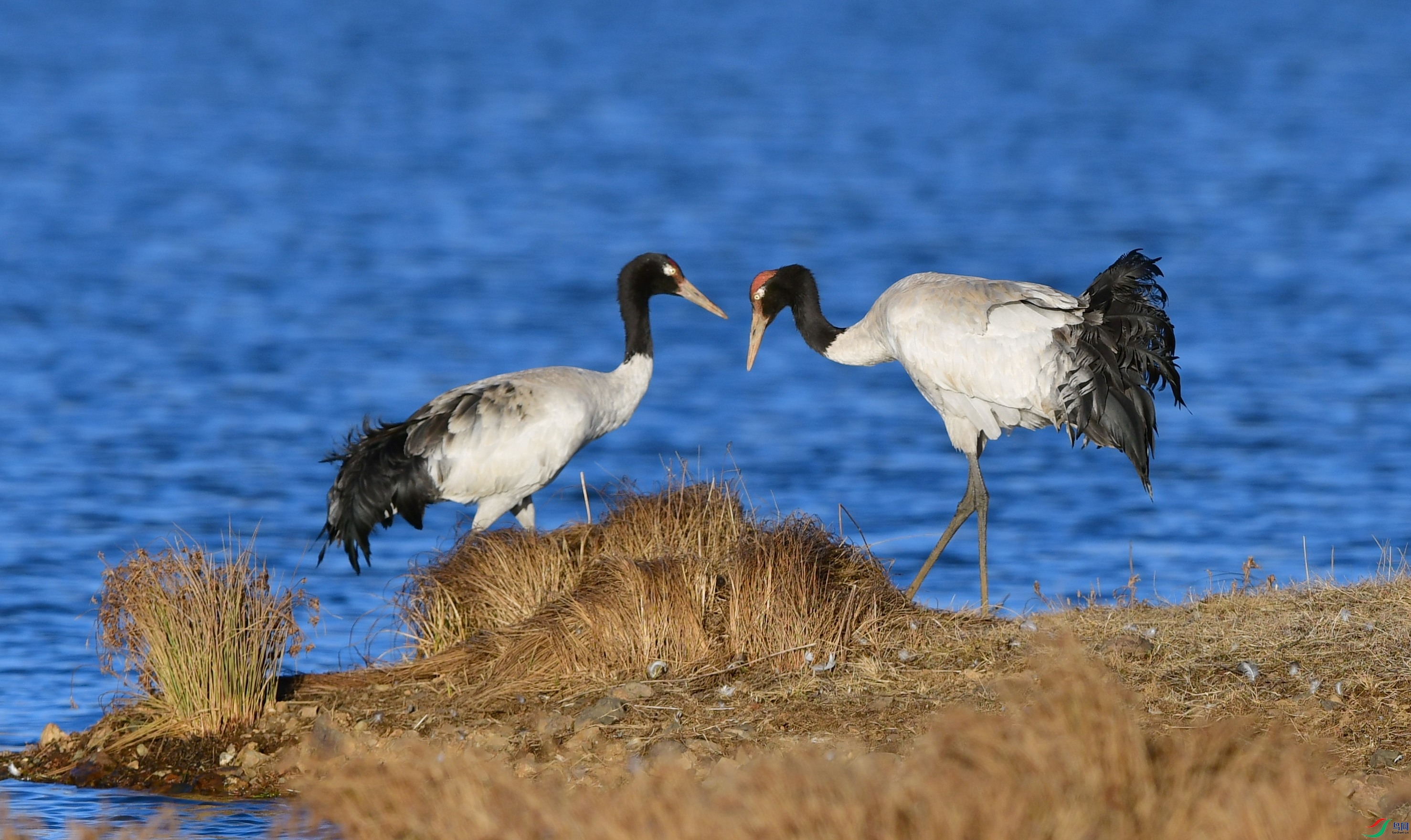 DSC_6132_conew2.jpg