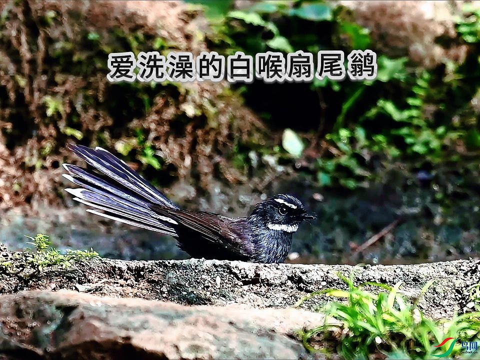 �׺���β�l