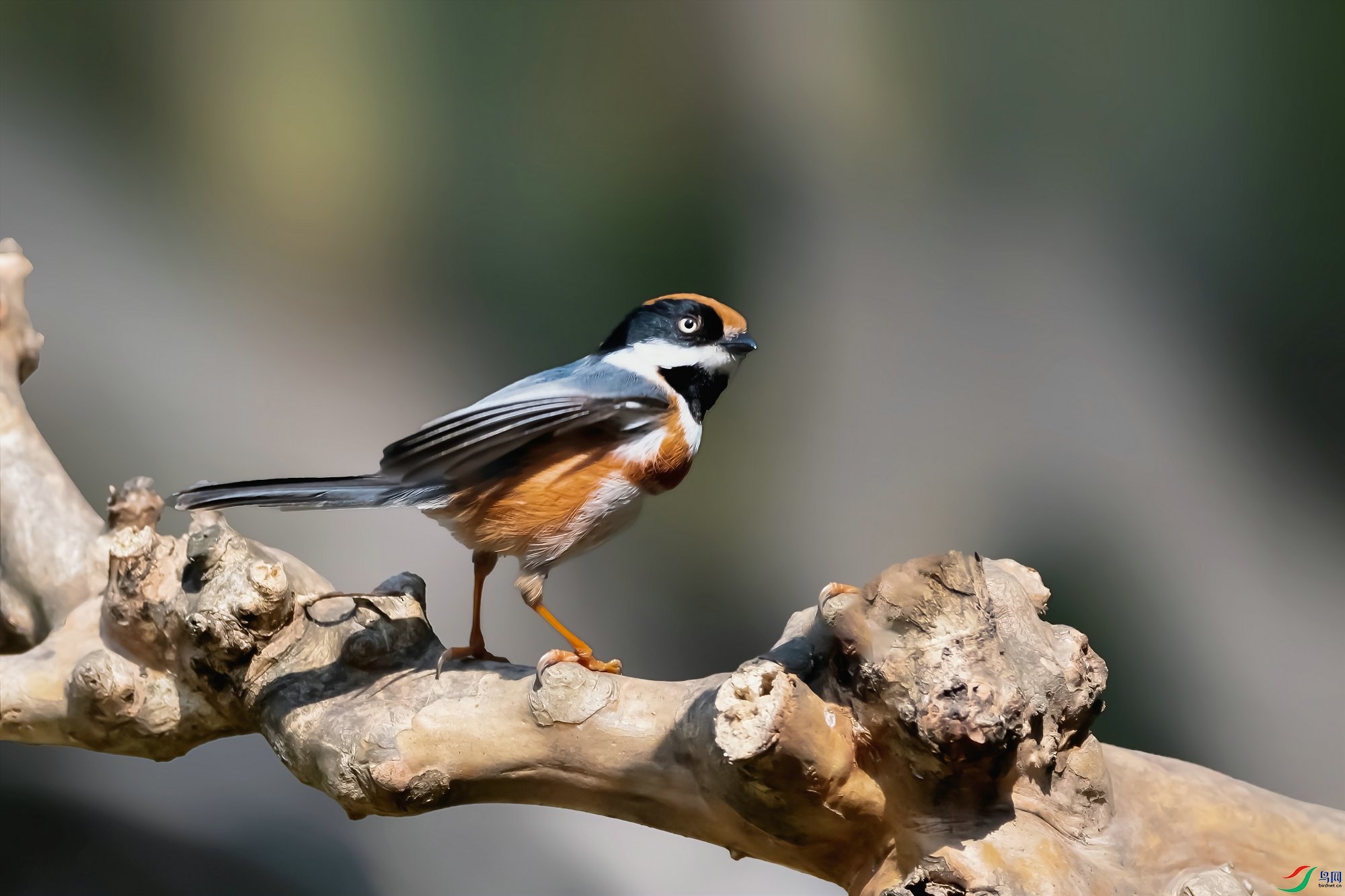 ��ͷ��βɽȸ