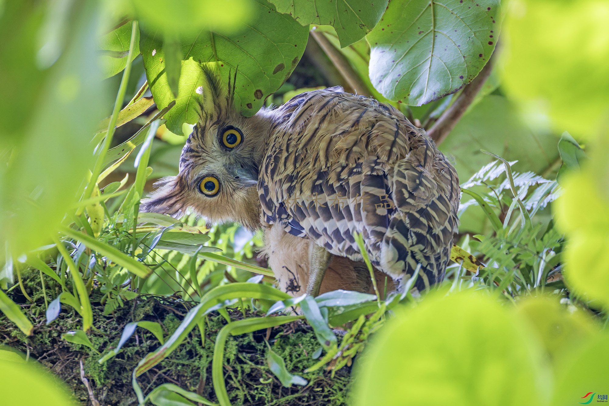 _97A9755-CR3 copy.jpg